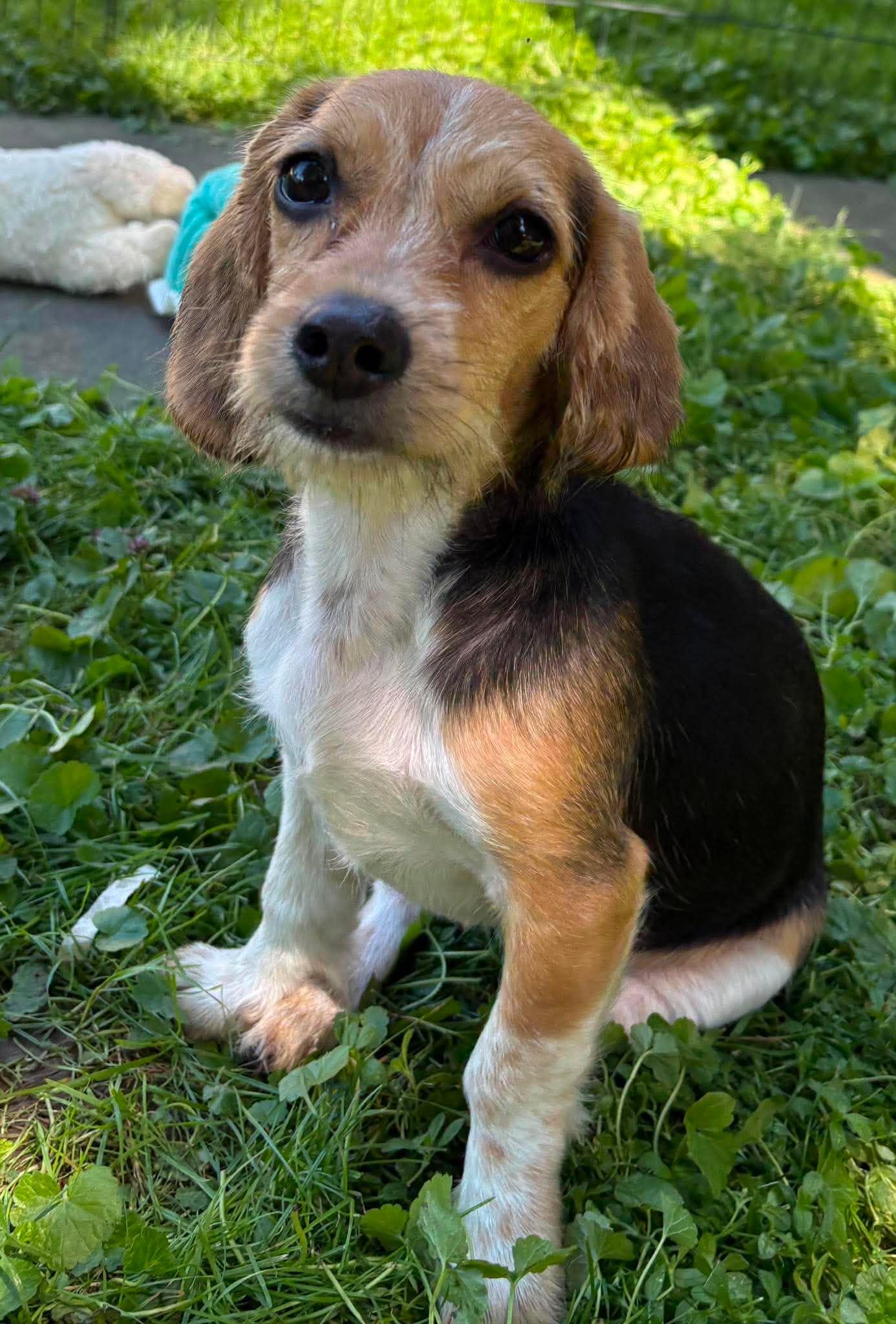 Enlarge Charlotte, a Adopted mixed breed in Rochester, NY image 4/6