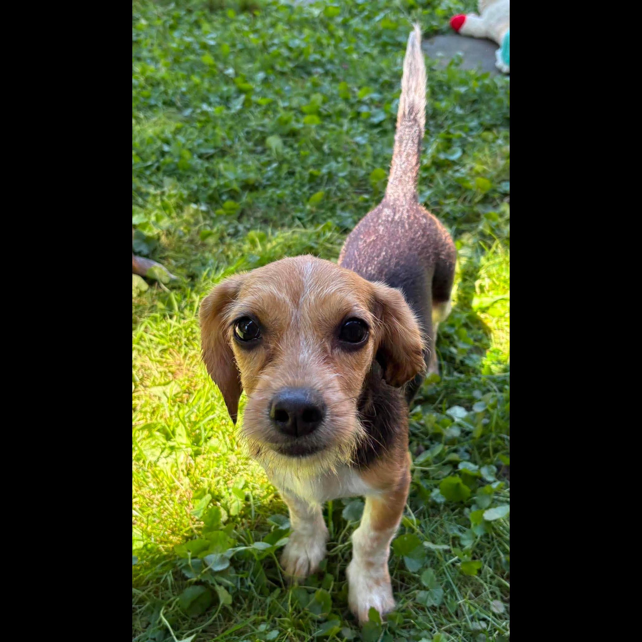 Enlarge Charlotte, a Adopted mixed breed in Rochester, NY image 5/6