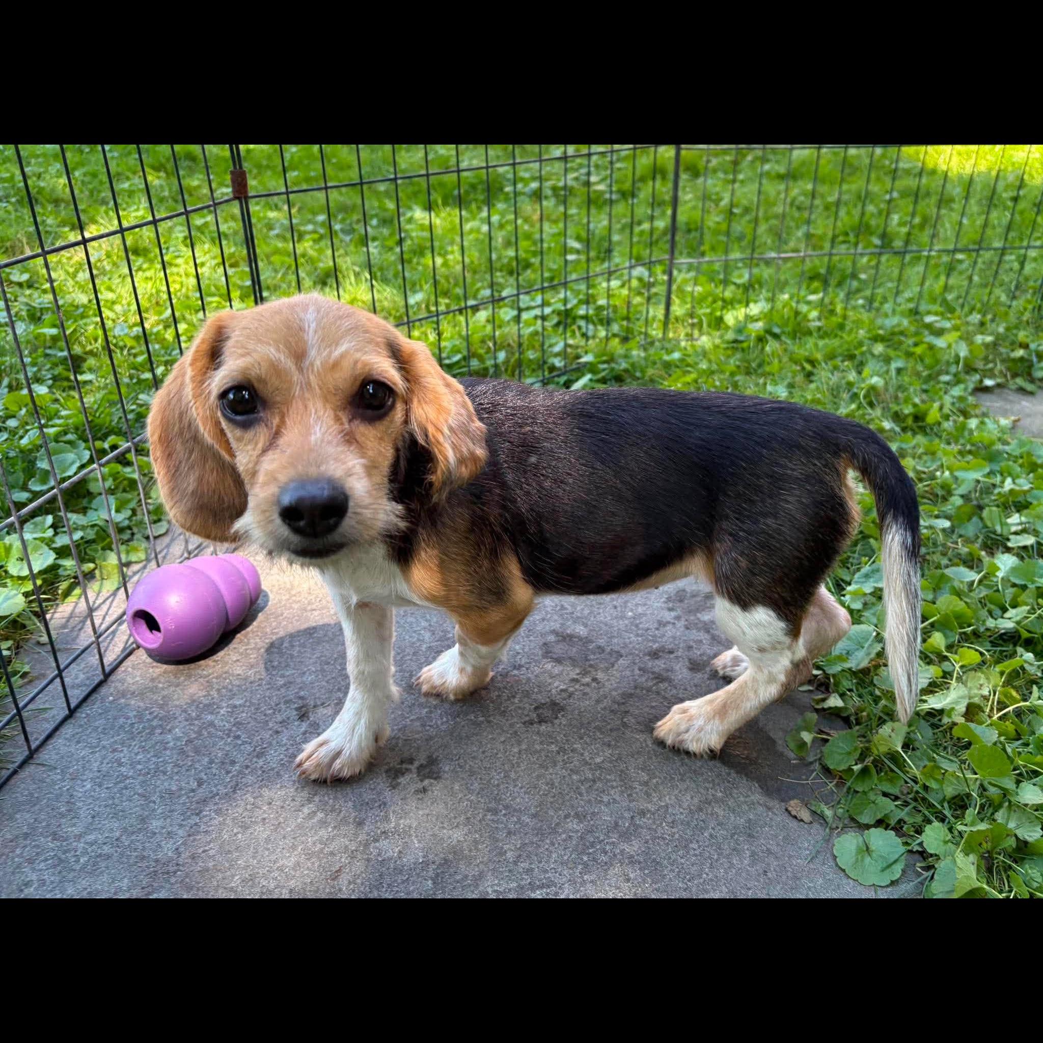 Enlarge Charlotte, a Adopted mixed breed in Rochester, NY image 6/6