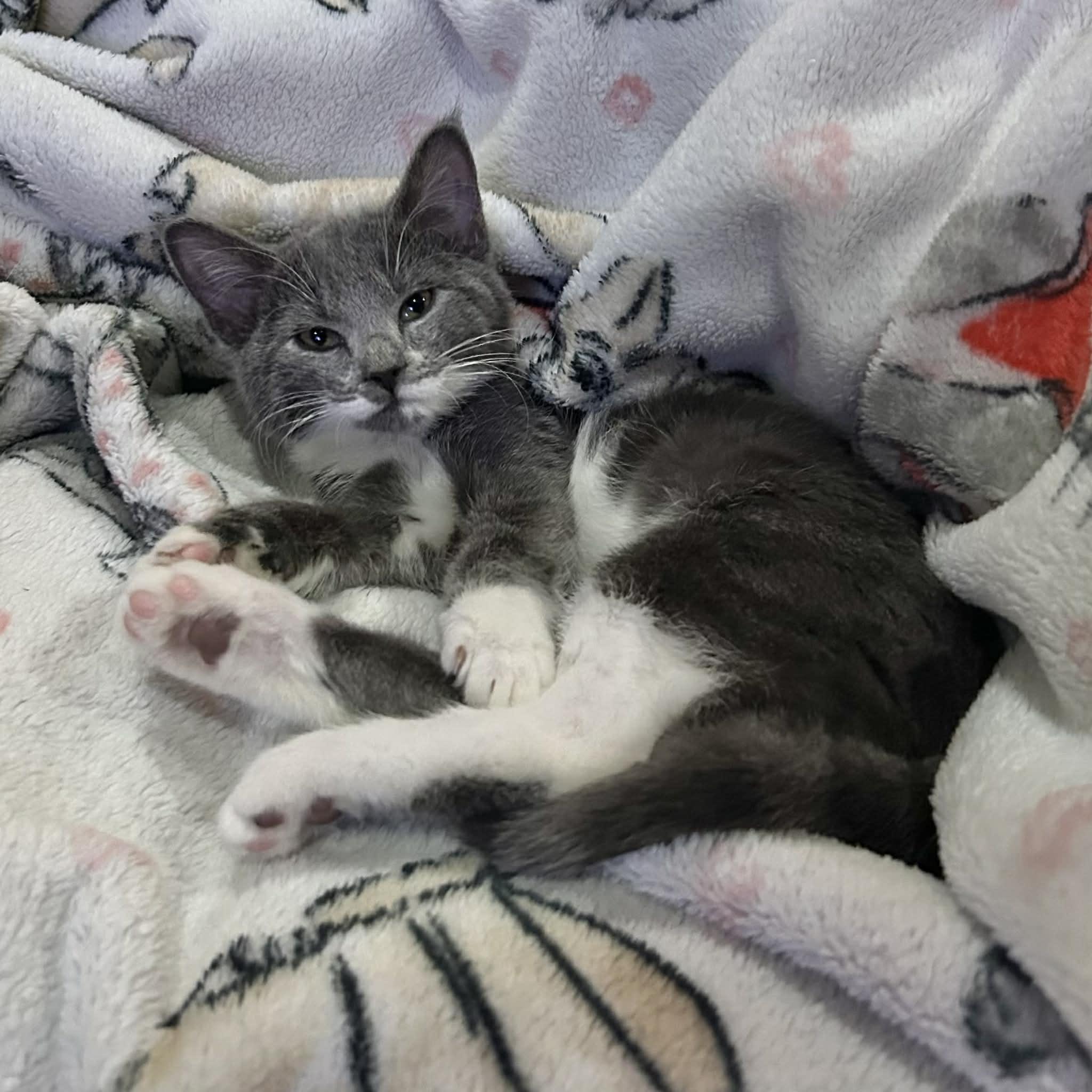 Enlarge Puddles, a ADOPTABLE Domestic Short Hair in Warren, NJ image 1/4