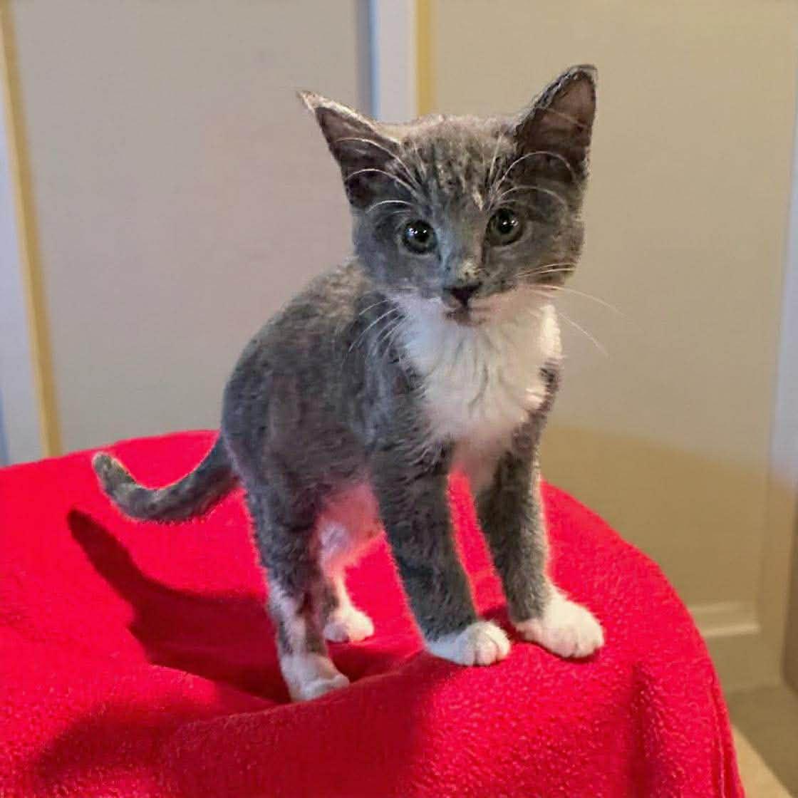 Puddles, a ADOPTABLE Domestic Short Hair in Warren, NJ image 2/3