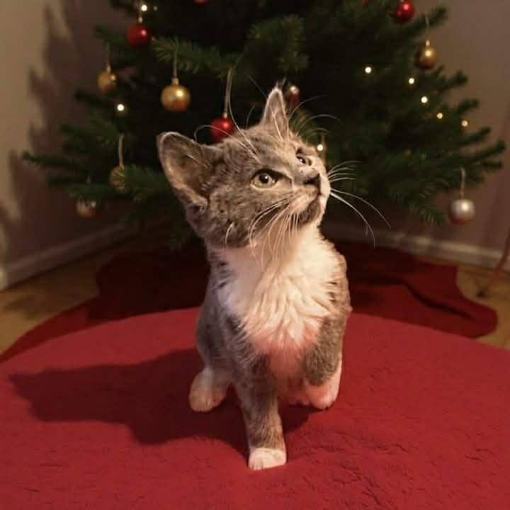 Puddles, a ADOPTABLE Domestic Short Hair in Warren, NJ image 3/3