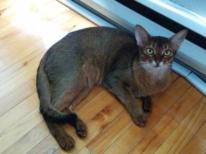 Enlarge Mimosa, a Adoptable mixed breed in Montreal, QC image 1/1