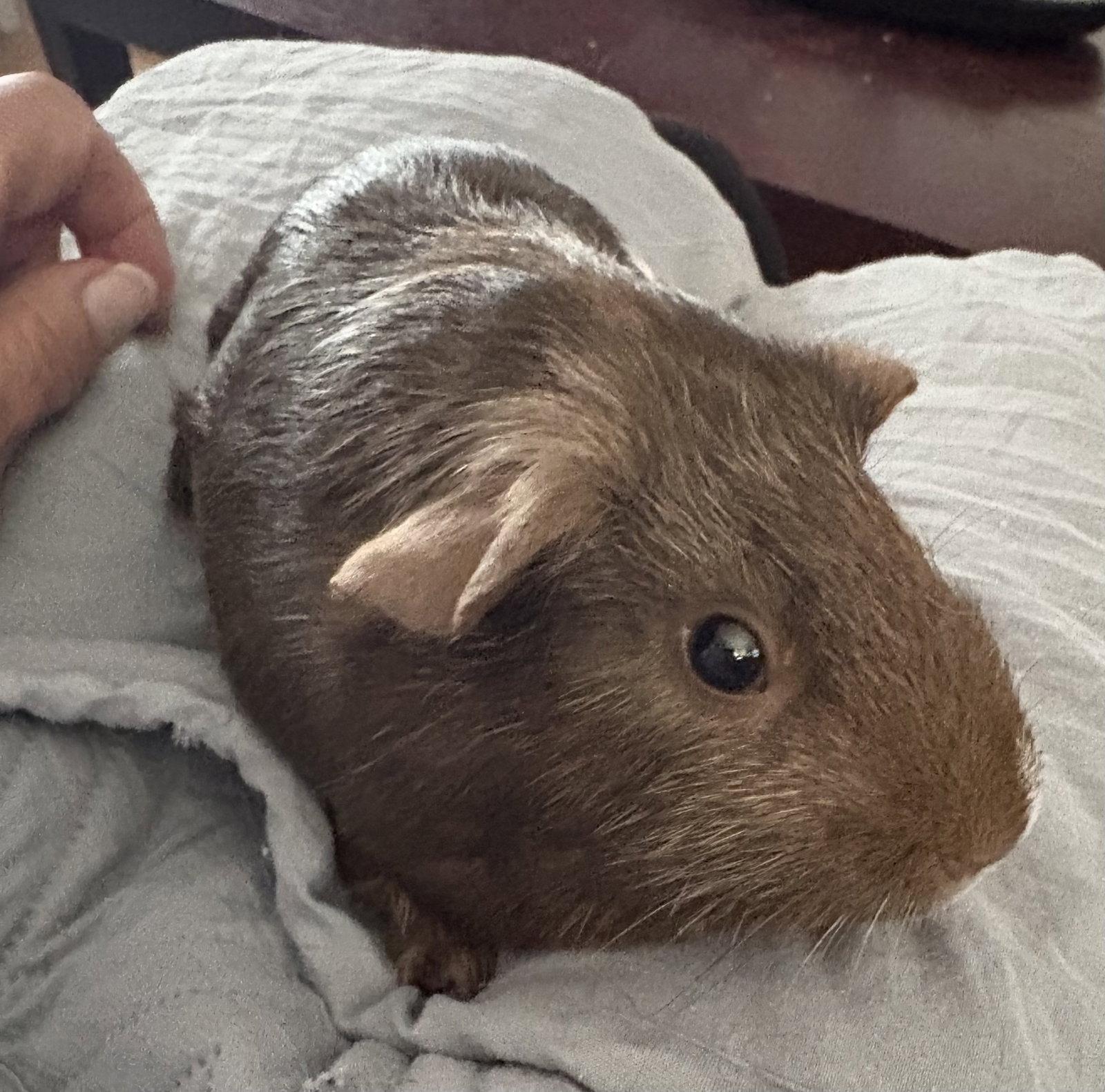Penny and Candy, Adoptable, Young Female Guinea Pig.