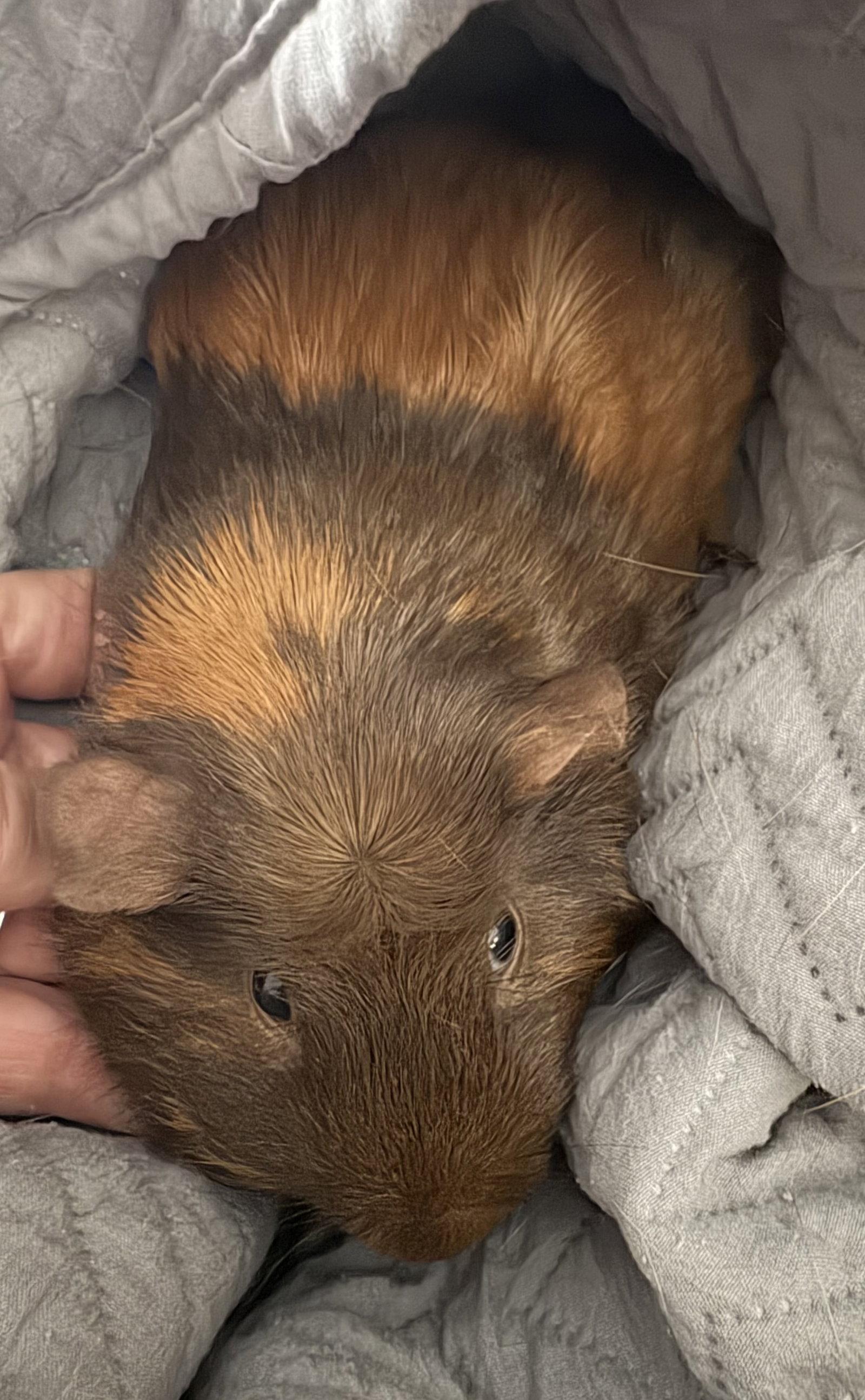 Penny and Candy, a Adoptable Guinea Pig in Aurora, IL image 2/3
