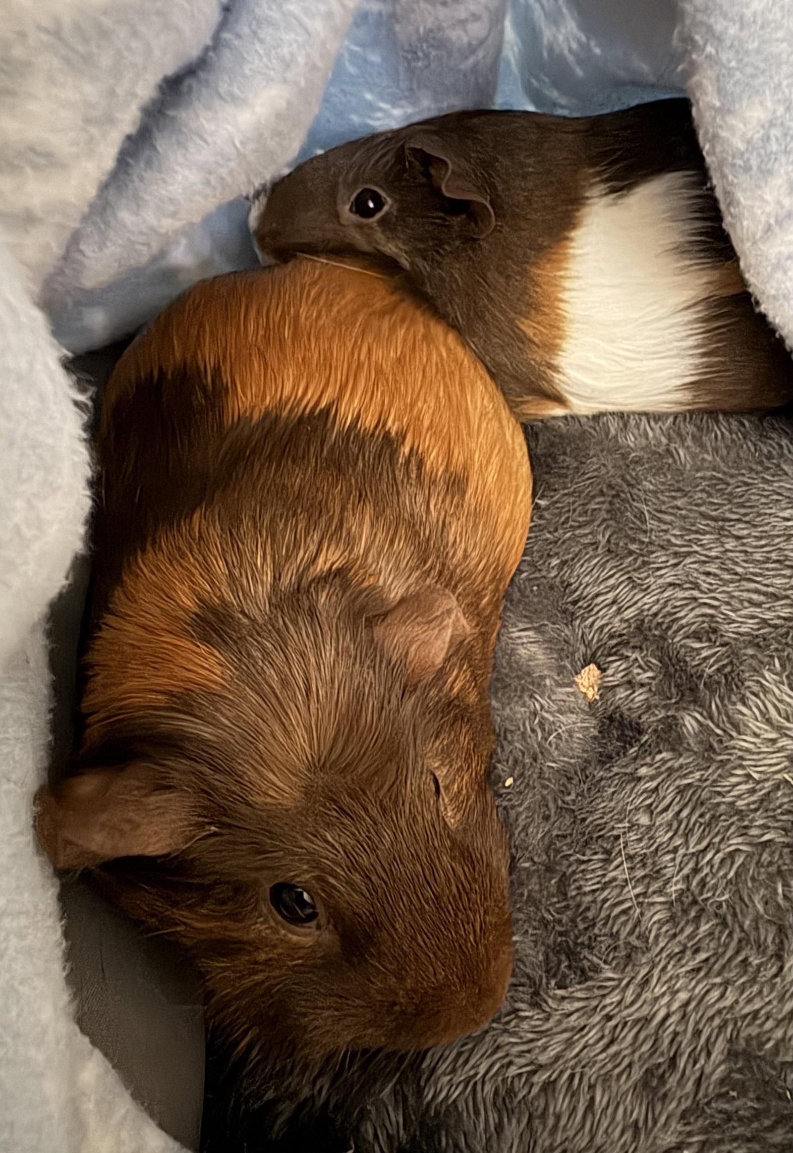 Penny and Candy, a Adoptable Guinea Pig in Aurora, IL image 3/3