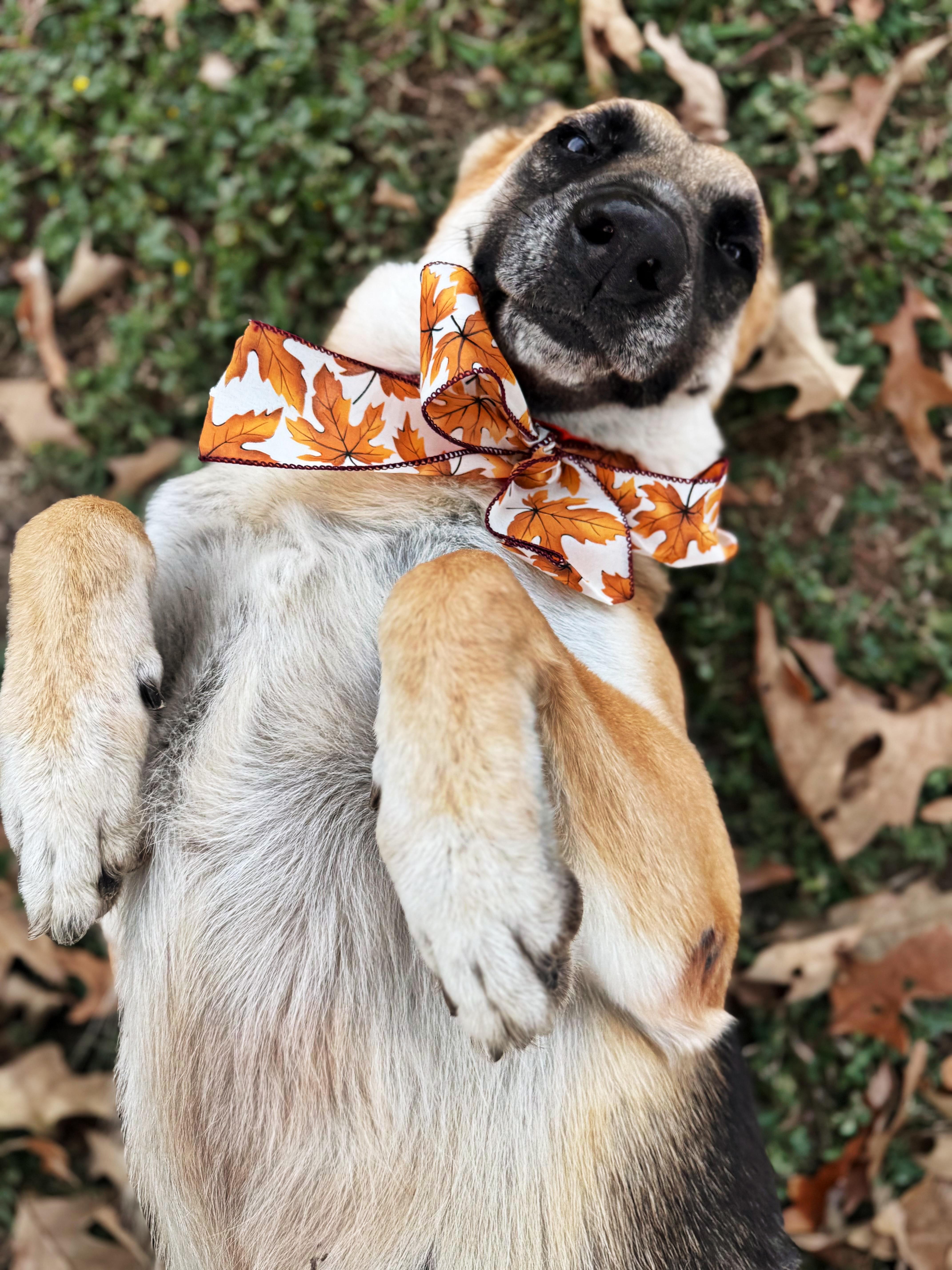 Enlarge River, a Adoptable German Shepherd Dog in Baton Rouge, LA image 3/4