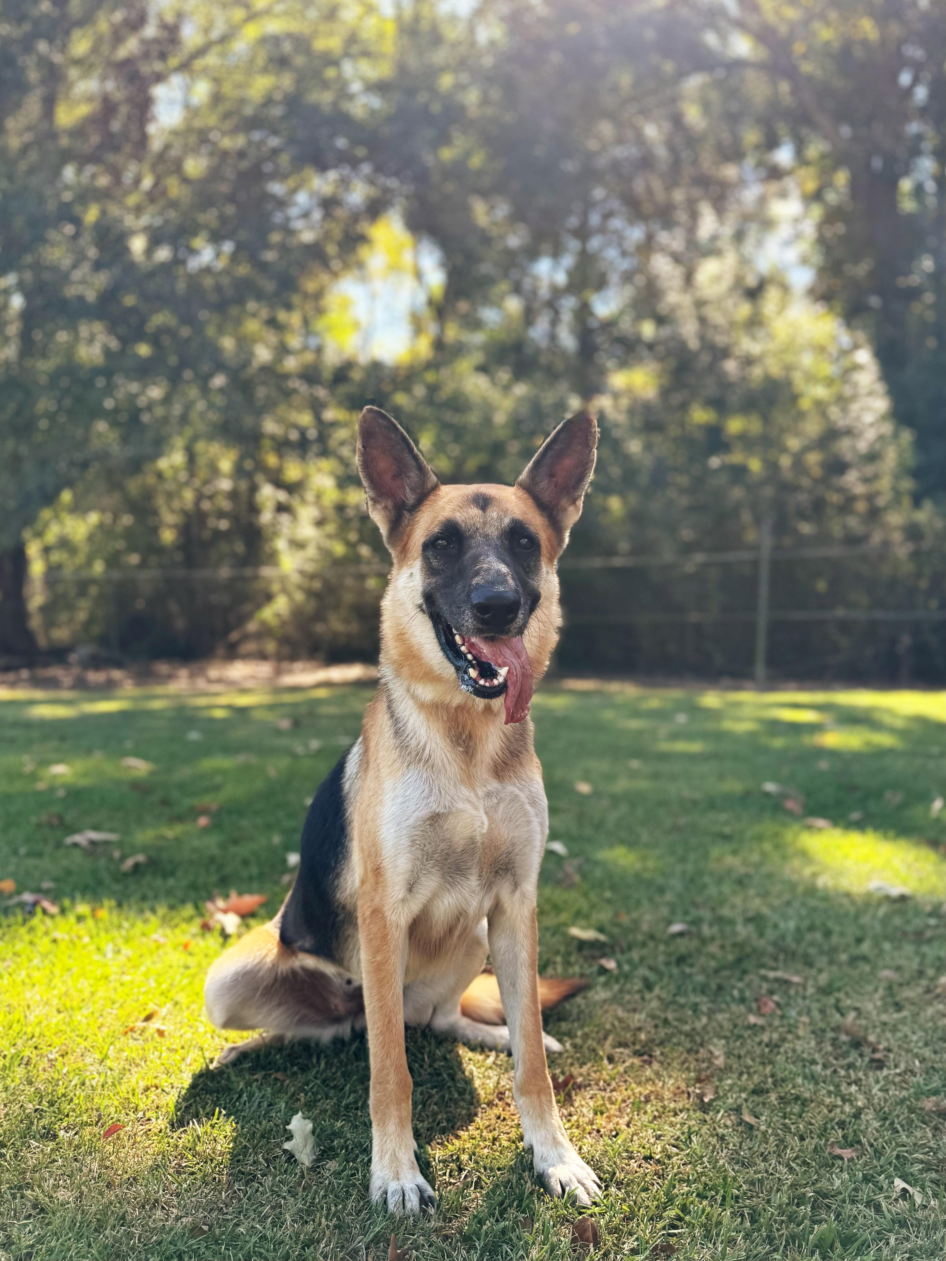Enlarge River, a Adoptable German Shepherd Dog in Baton Rouge, LA image 1/4