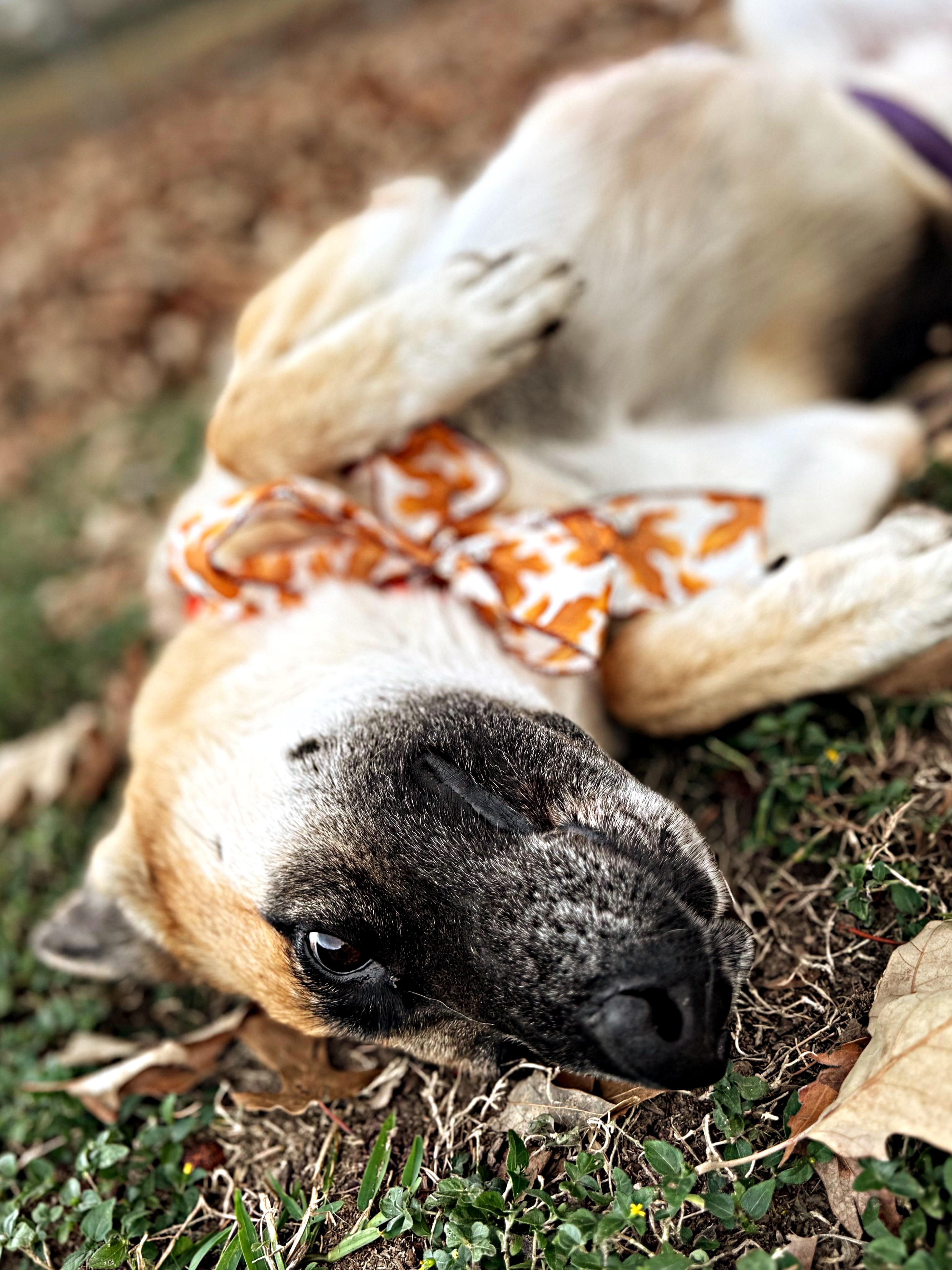Enlarge River, a Adoptable German Shepherd Dog in Baton Rouge, LA image 4/4