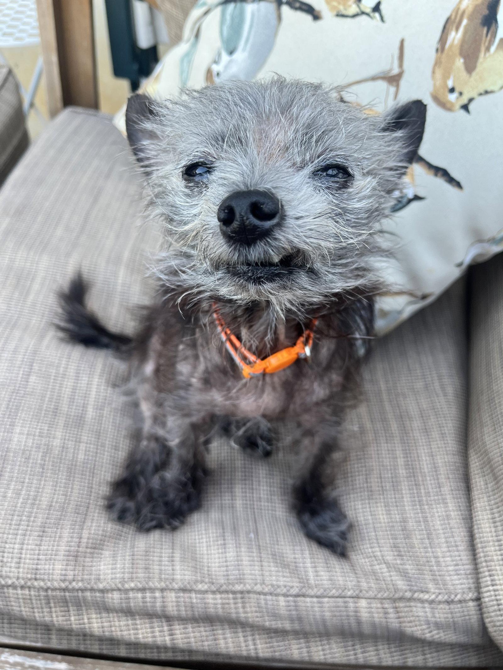 Enlarge Dottie, a Adoptable mixed breed in O'Fallon, MO image 1/3