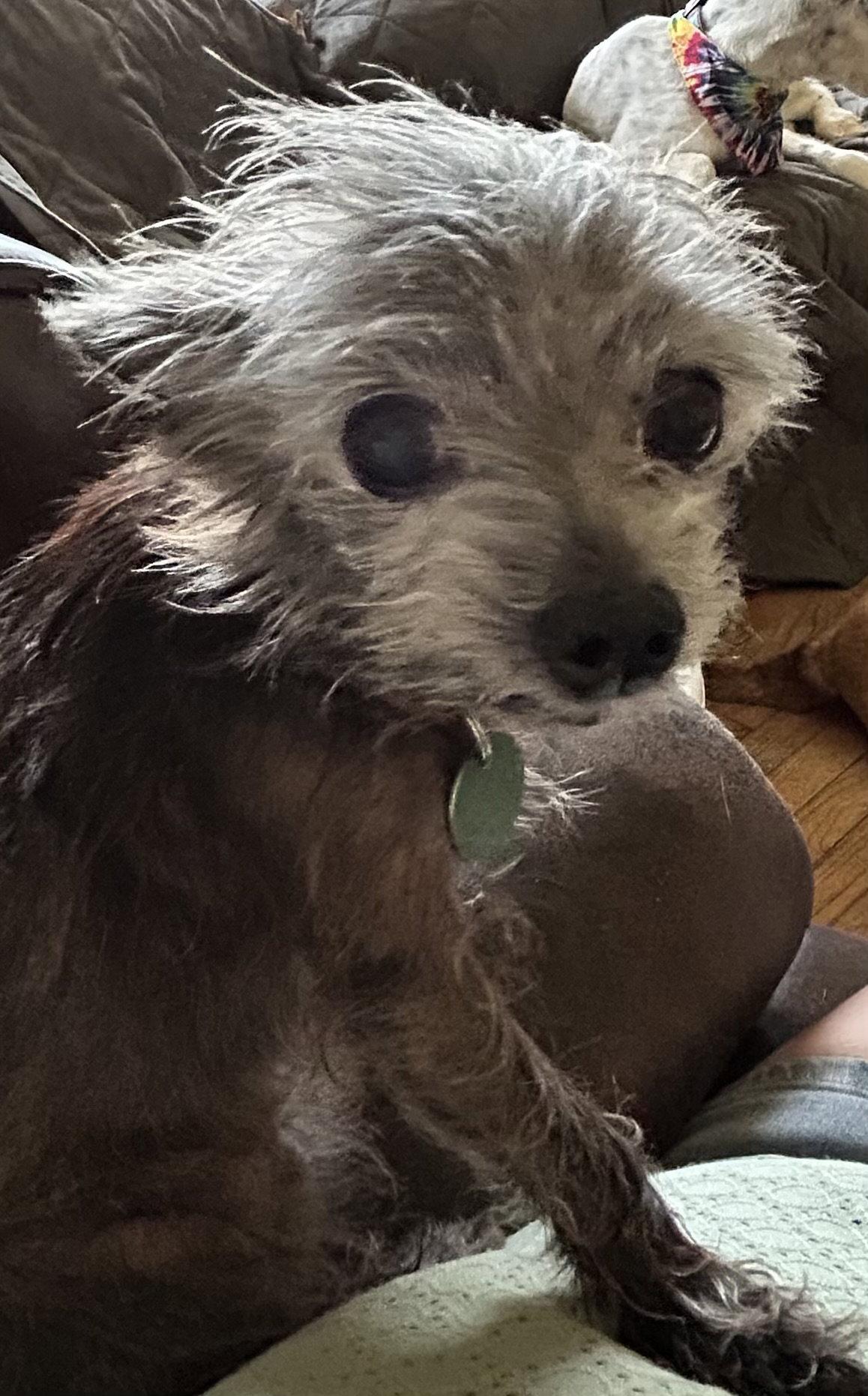 Enlarge Dottie, a Adoptable mixed breed in O'Fallon, MO image 2/3