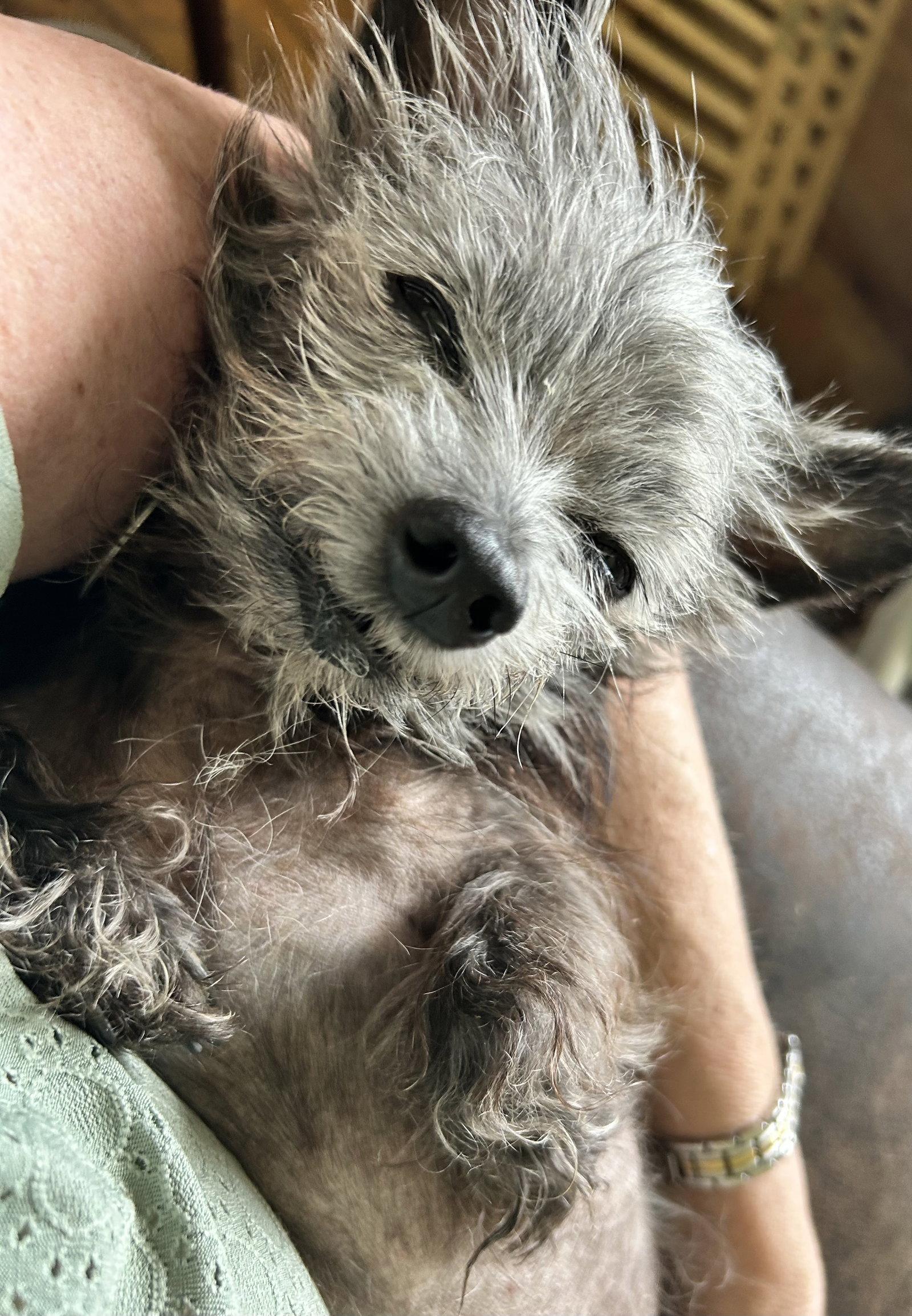 Enlarge Dottie, a Adoptable mixed breed in O'Fallon, MO image 3/3