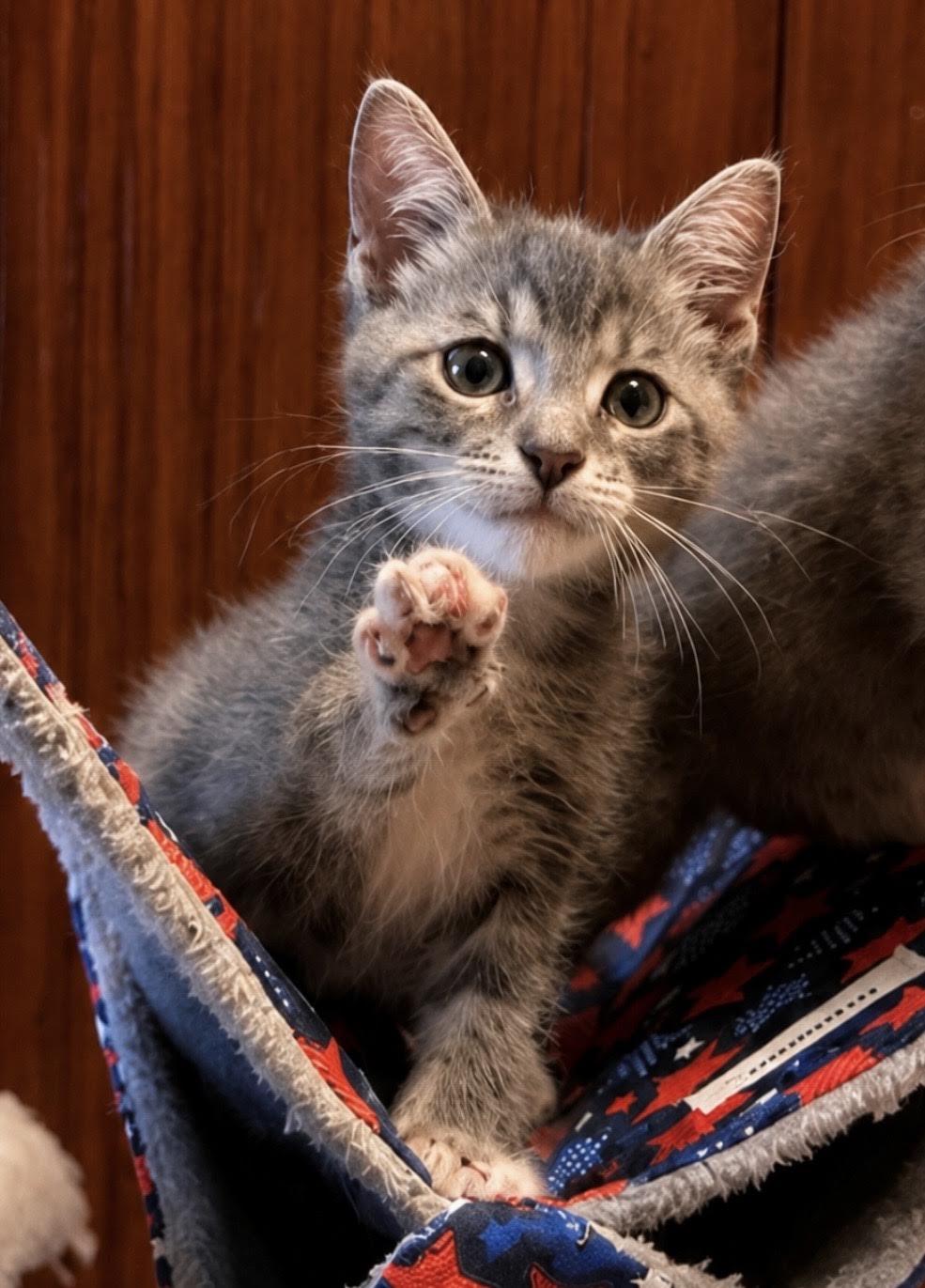 Enlarge Maxine, an adopted Domestic Short Hair in Long Beach, NY image 3/4