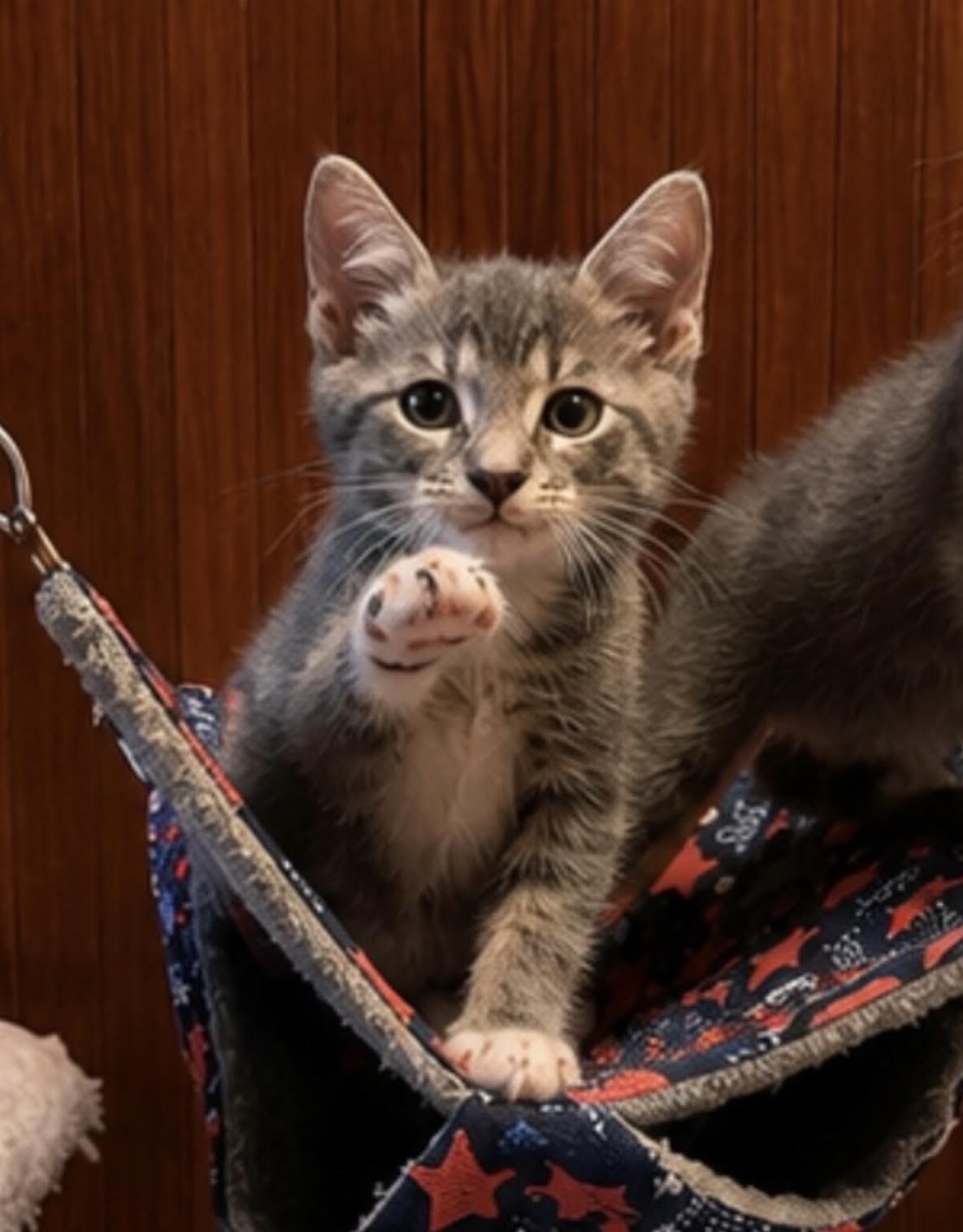 Enlarge Maxine, an adopted Domestic Short Hair in Long Beach, NY image 2/4