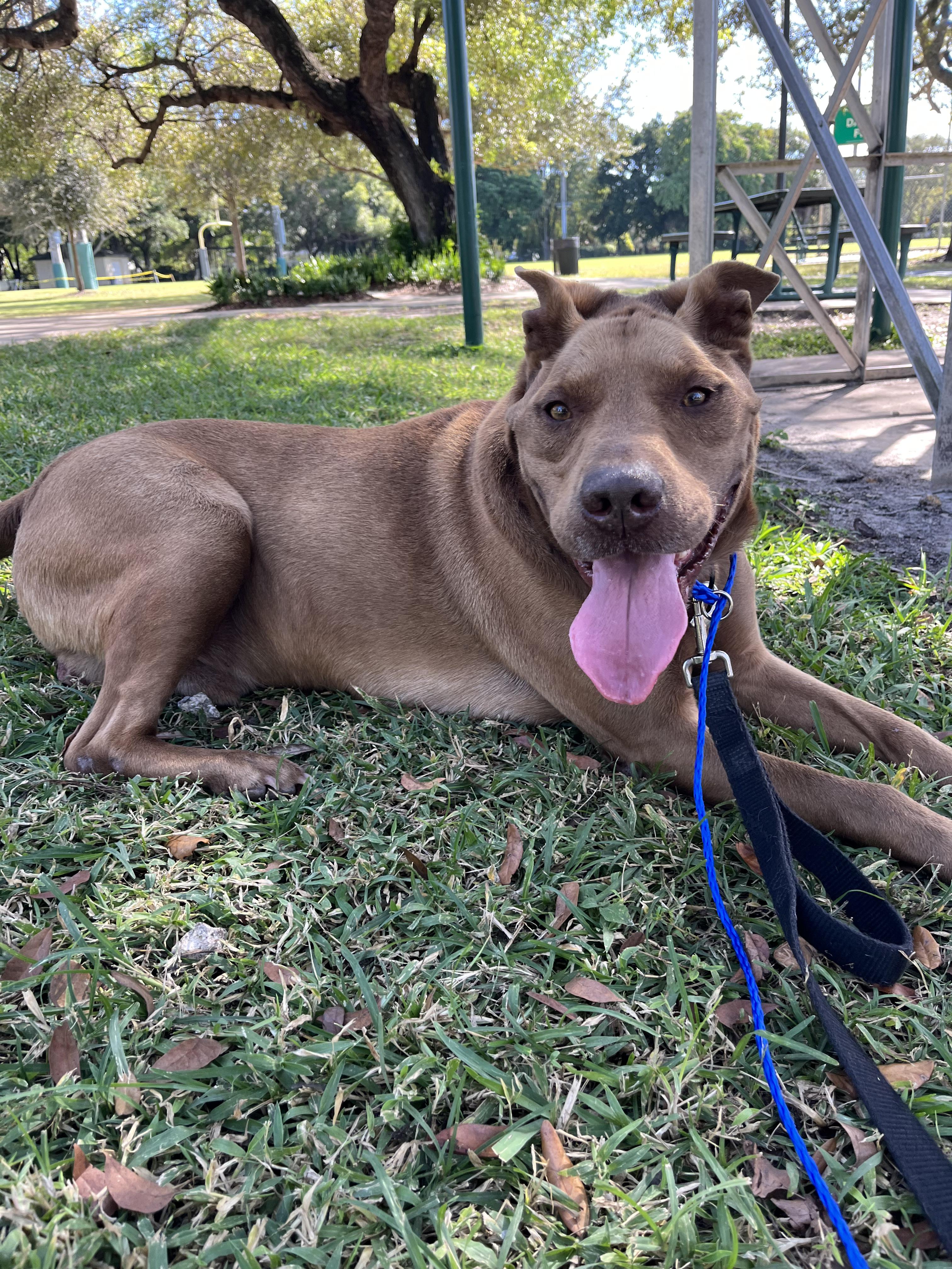 Enlarge Duque, a Adoptable mixed breed in west palm beach, FL image 1/6