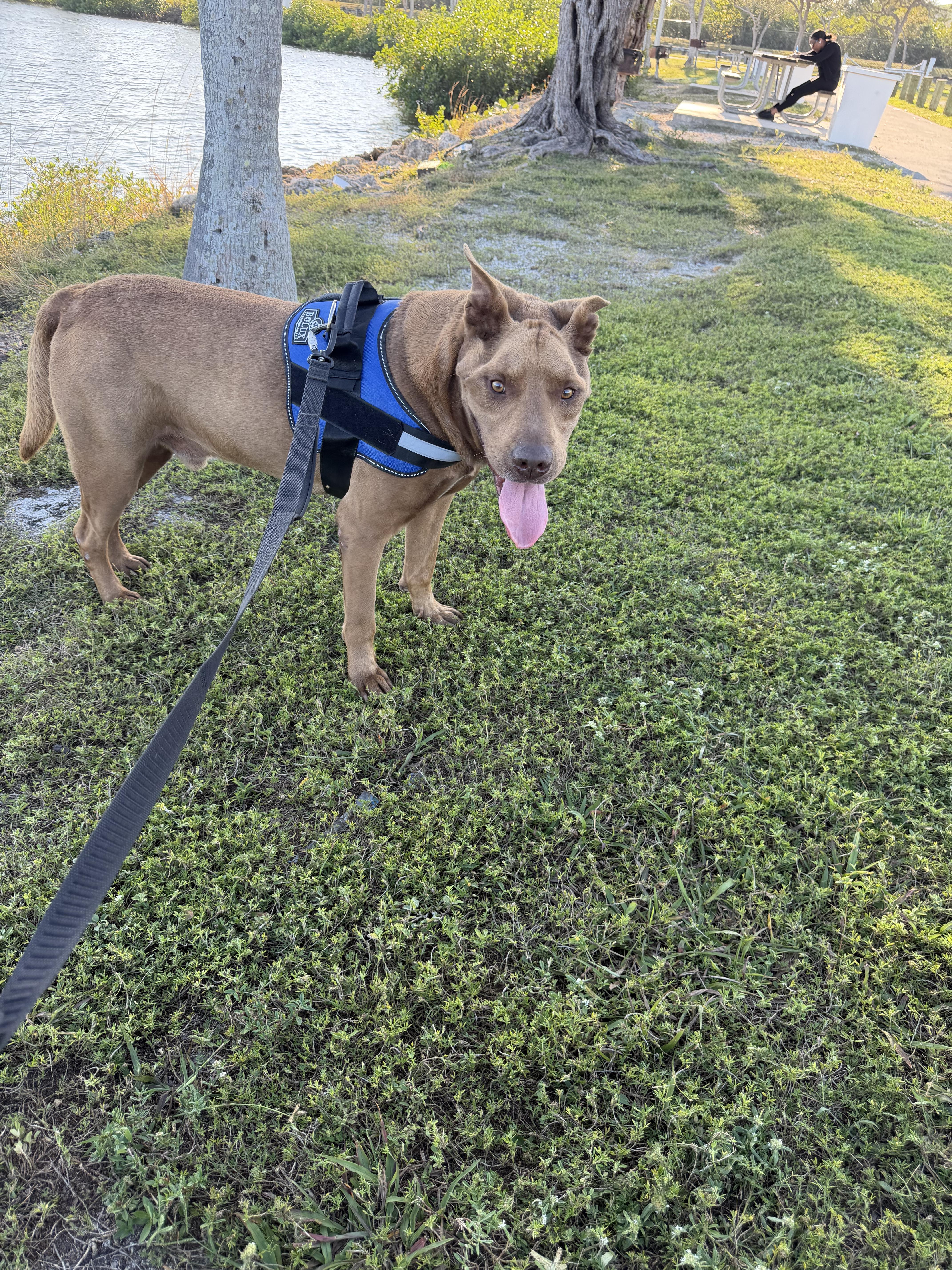 Enlarge Duque, a Adoptable mixed breed in fort lauderdale, FL image 1/6
