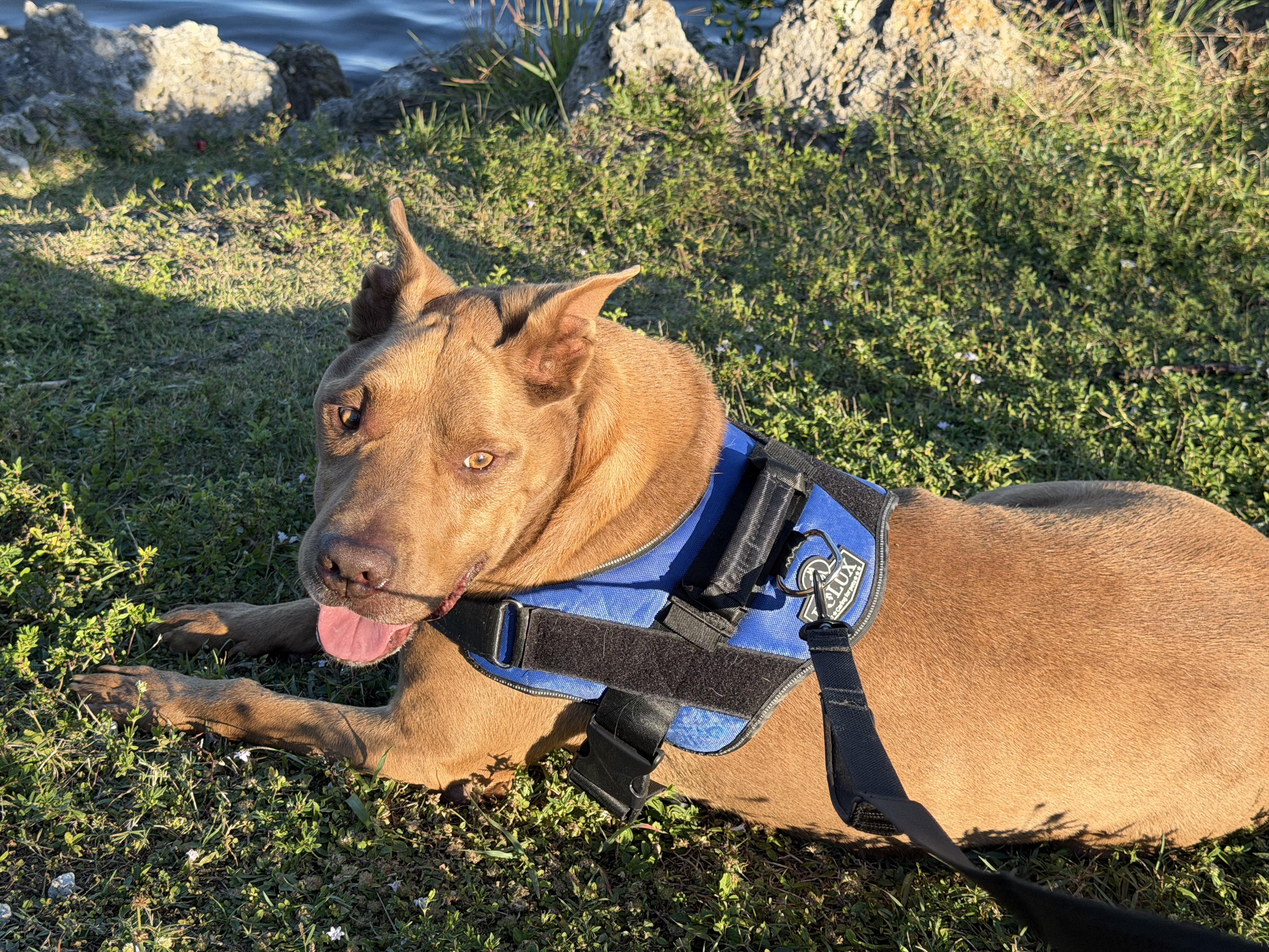 Duque, Adoptable, Young Male Terrier.