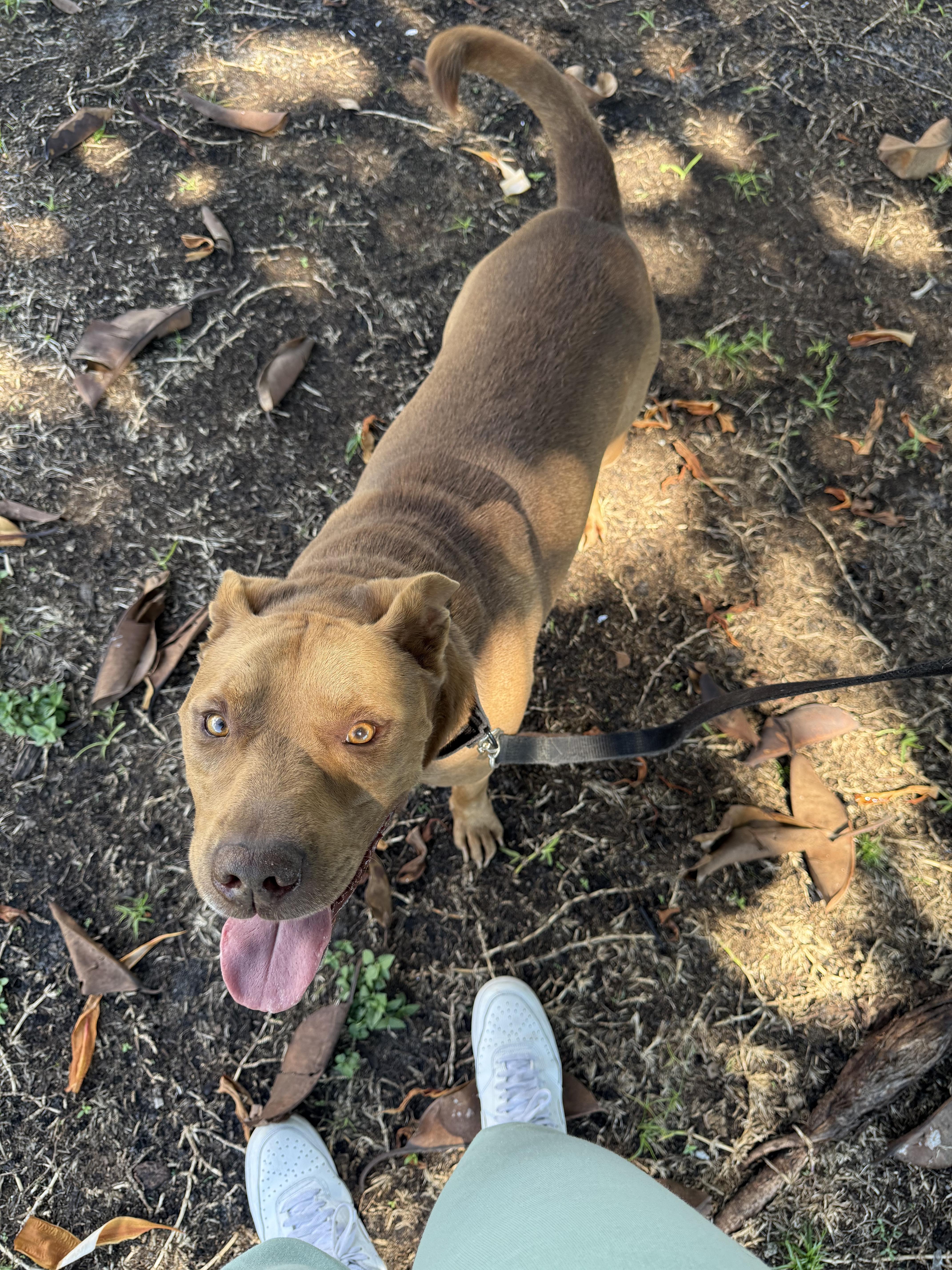 Enlarge Duque, a Adoptable mixed breed in west palm beach, FL image 5/6