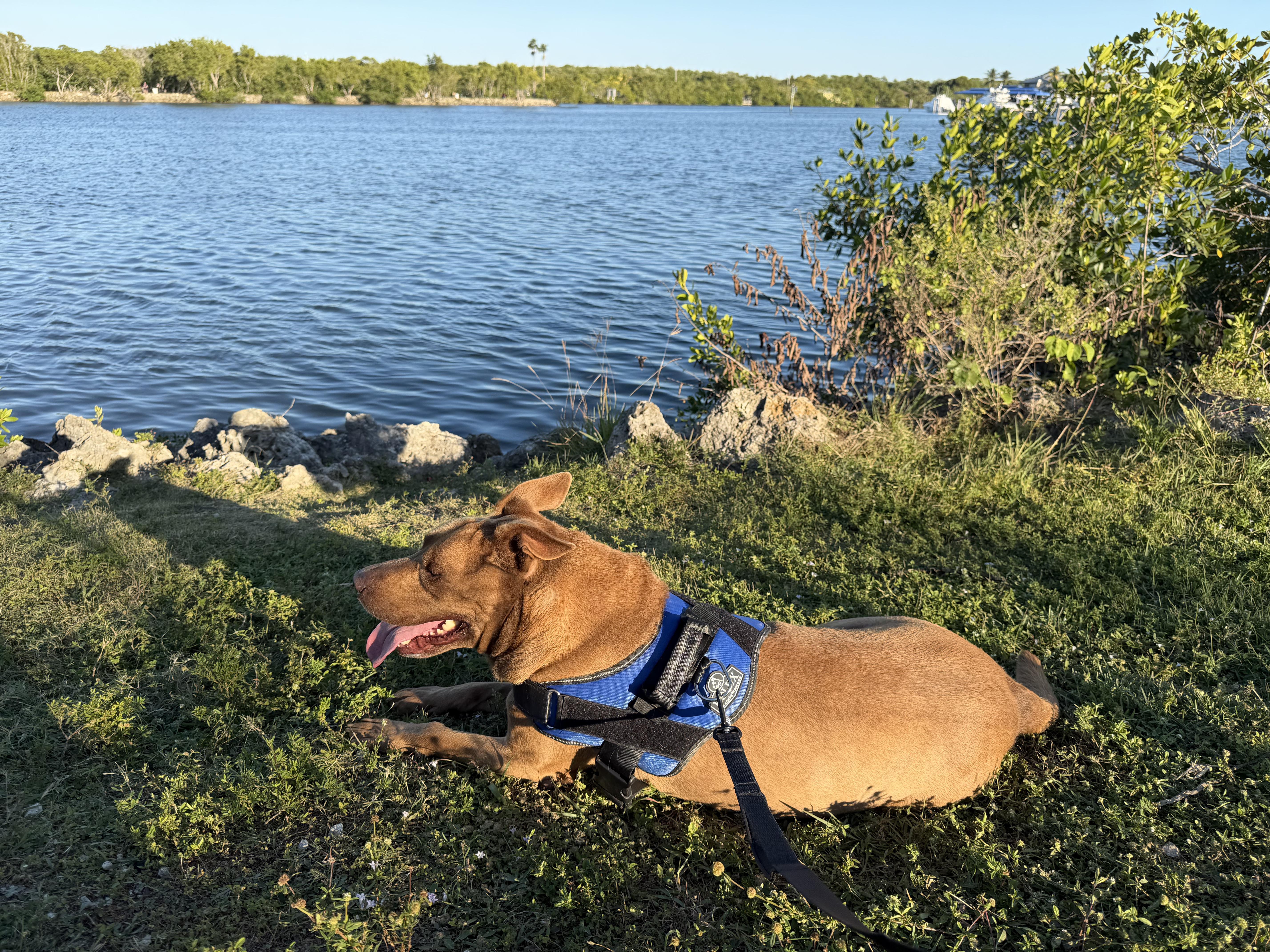 Enlarge Duque, a Adoptable mixed breed in fort lauderdale, FL image 3/6