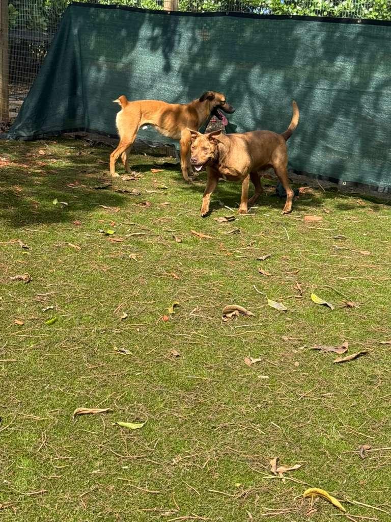 Enlarge Duque, a Adoptable mixed breed in melbourne, FL image 6/6