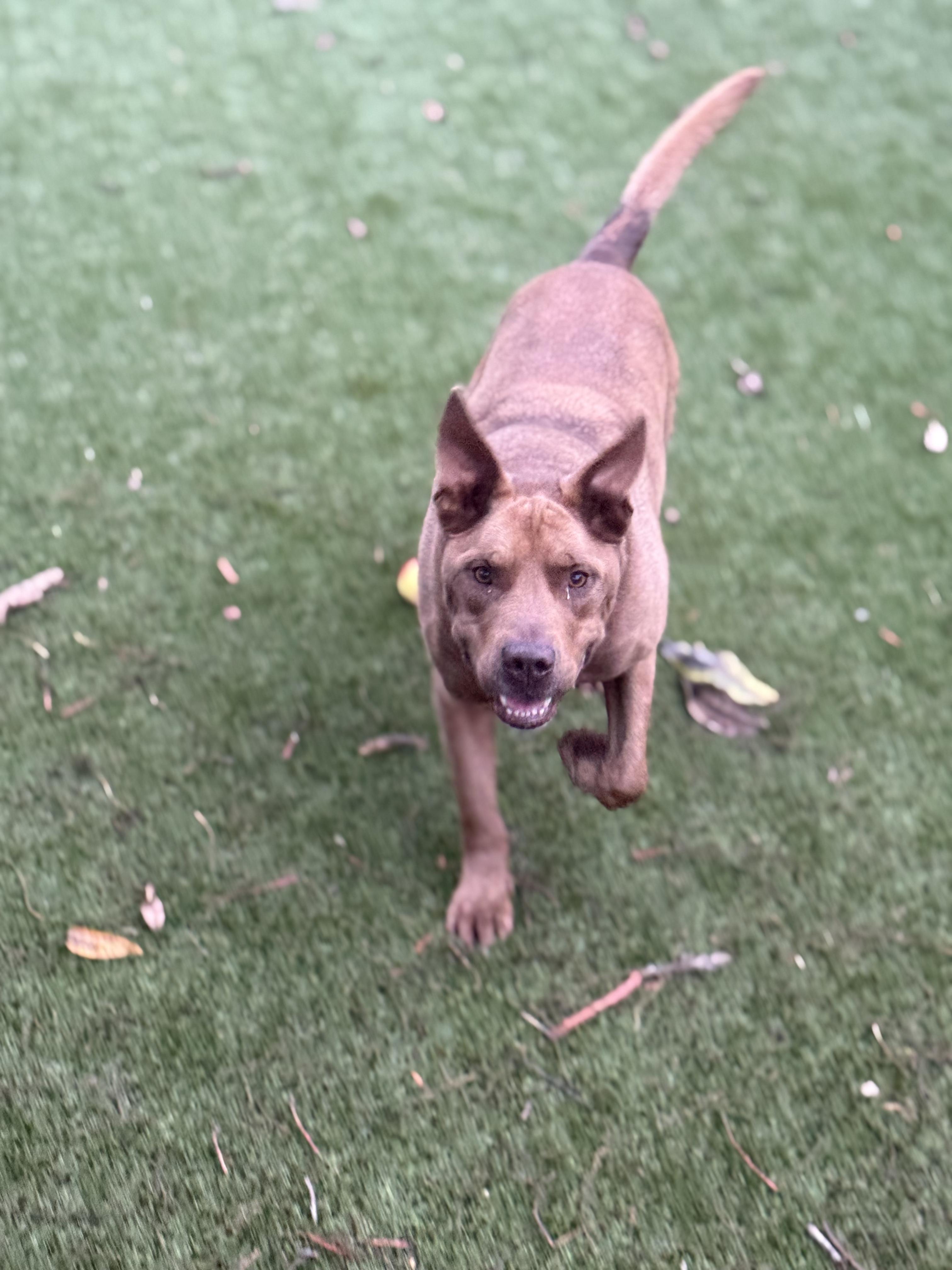 Duque, a Adoptable mixed breed in orlando, FL image 1/6
