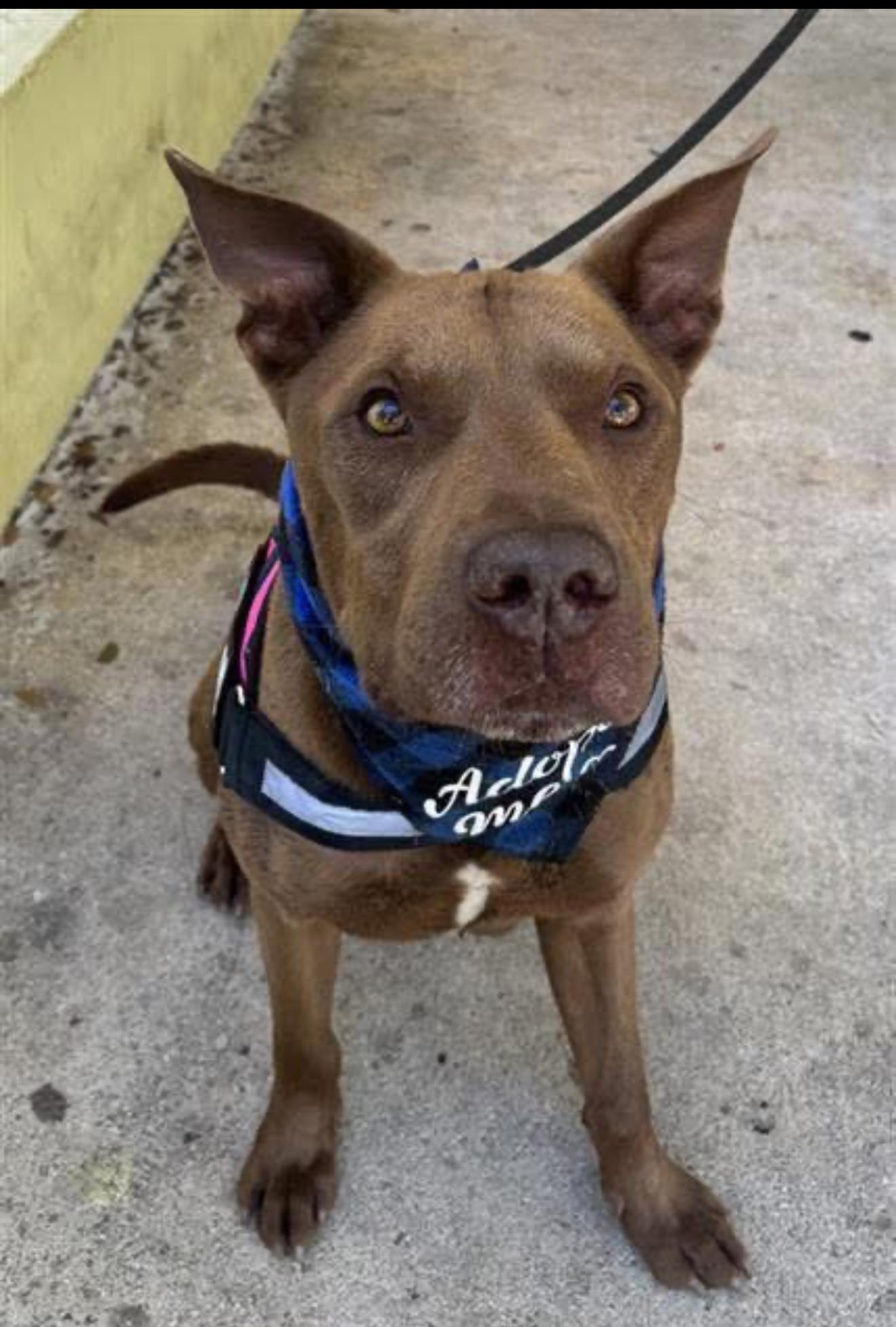 Enlarge Duque, a Adoptable mixed breed in west palm beach, FL image 4/6