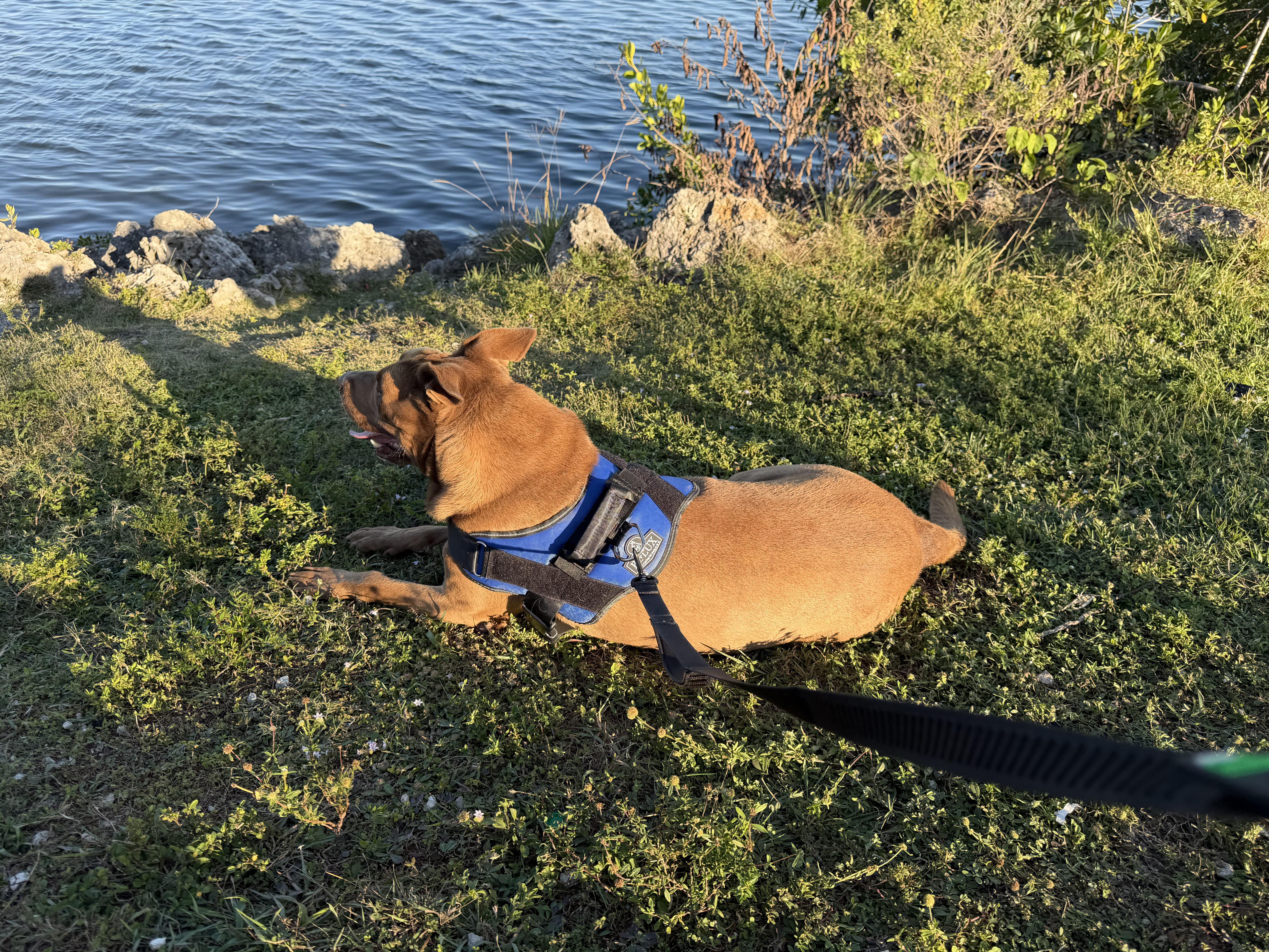 Enlarge Duque, a Adoptable mixed breed in fort lauderdale, FL image 4/6