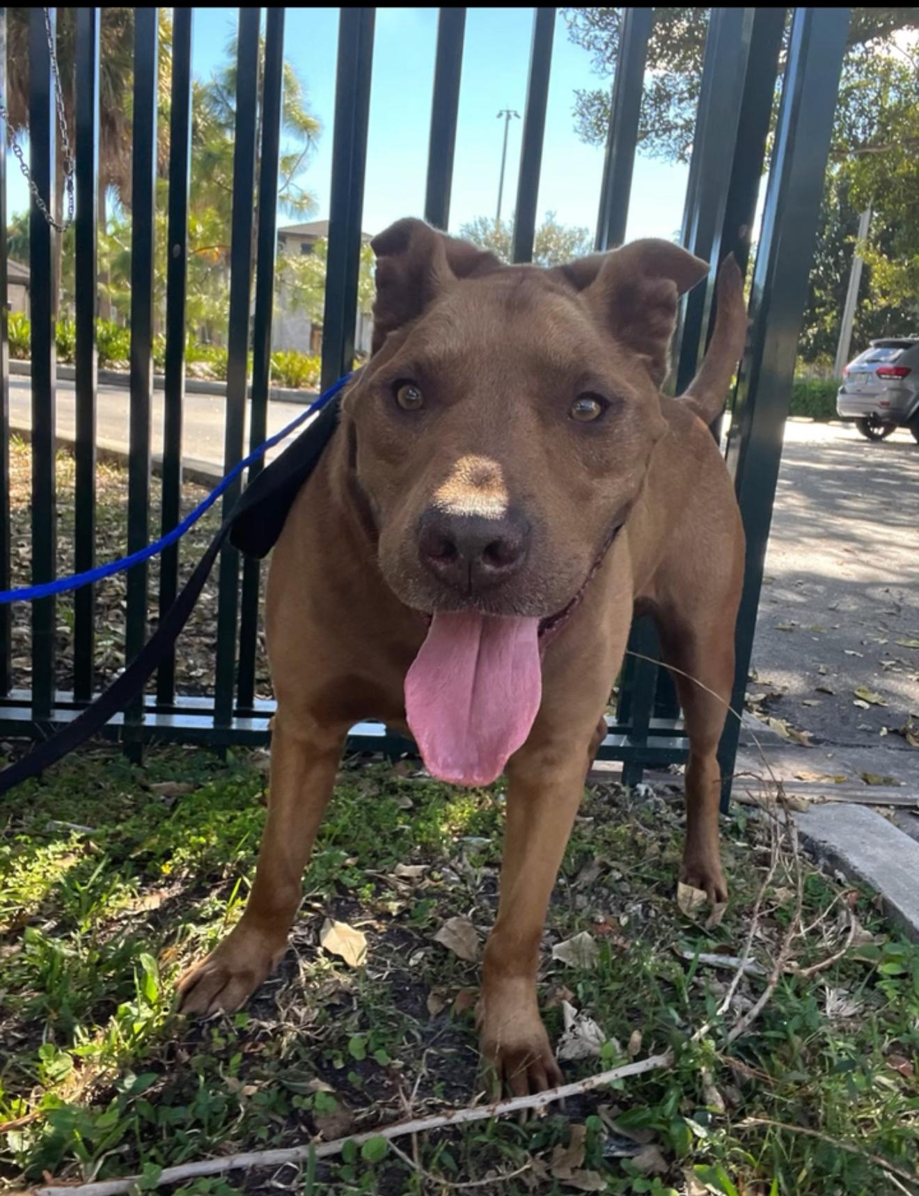 Enlarge Duque, a Adoptable mixed breed in west palm beach, FL image 3/6