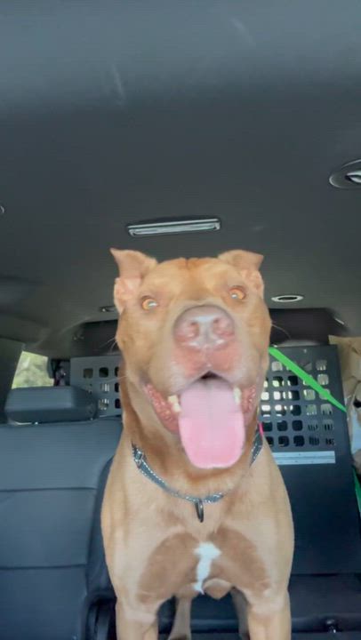 Enlarge Duque, a Adoptable mixed breed in west palm beach, FL video 6/6