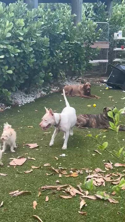 Enlarge Duque, a Adoptable mixed breed in melbourne, FL video 5/6