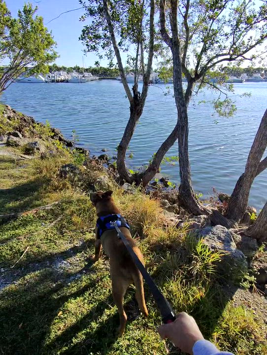 Enlarge Duque, a Adoptable mixed breed in fort lauderdale, FL video 5/6