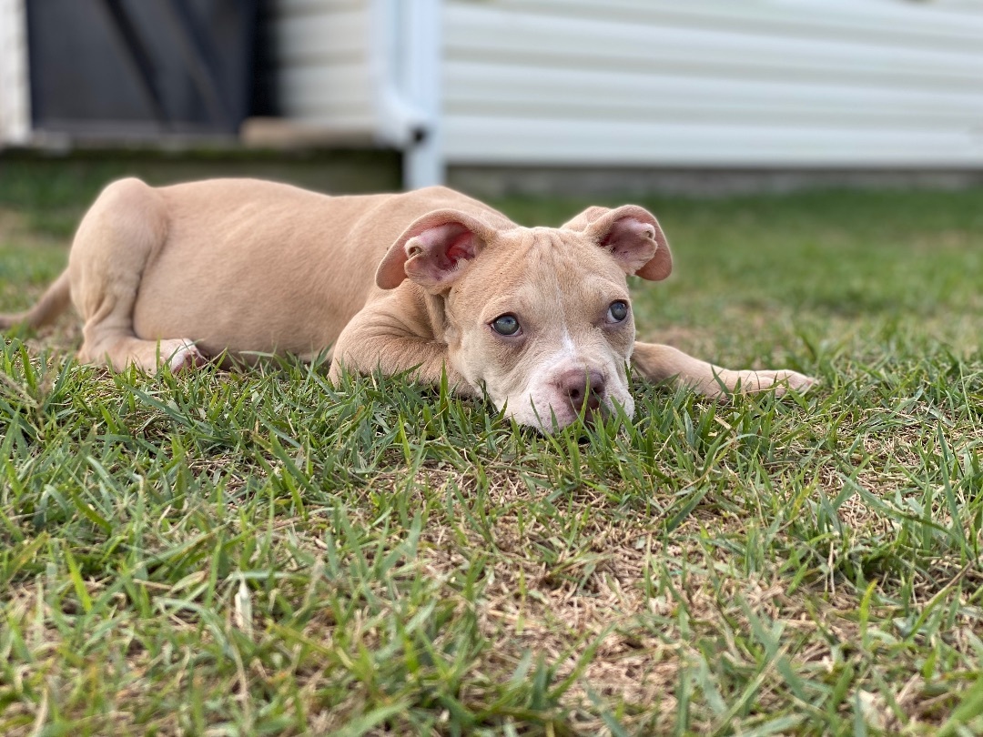 Enlarge Carson, a Adopted Mixed Breed in Grandy, NC image 1/6