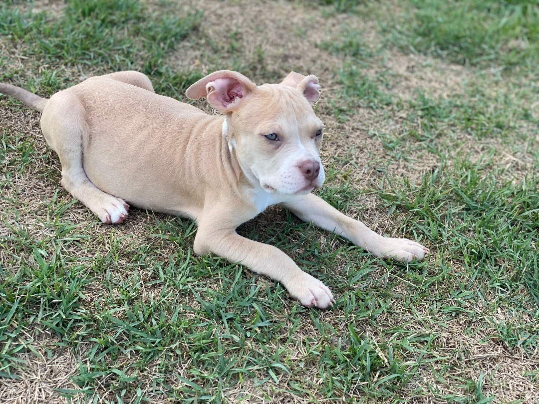 Enlarge Carson, a Adopted Mixed Breed in Grandy, NC image 4/6