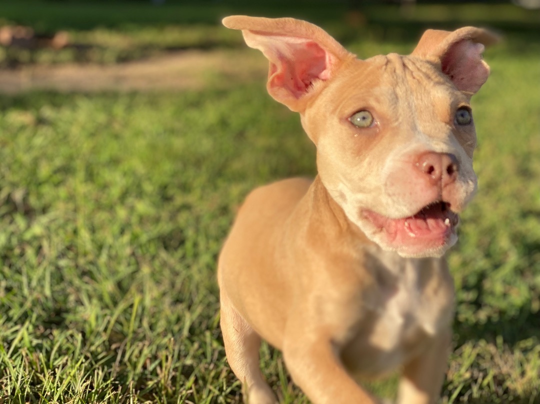 Carson, Adopted, Puppy Male Mixed Breed.