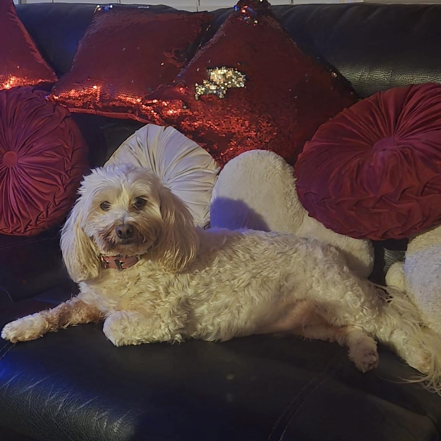 Enlarge Ernie & Stella (Bonded Pair), a hold mixed breed in London, ON image 2/6