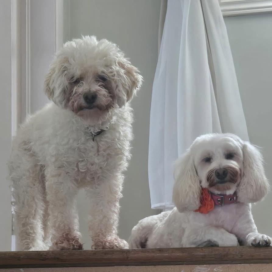 Enlarge Ernie & Stella (Bonded Pair), a hold mixed breed in London, ON image 1/6