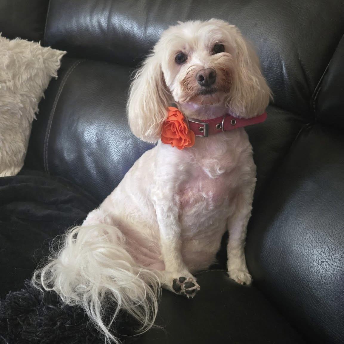 Enlarge Ernie & Stella (Bonded Pair), a hold mixed breed in London, ON image 4/6