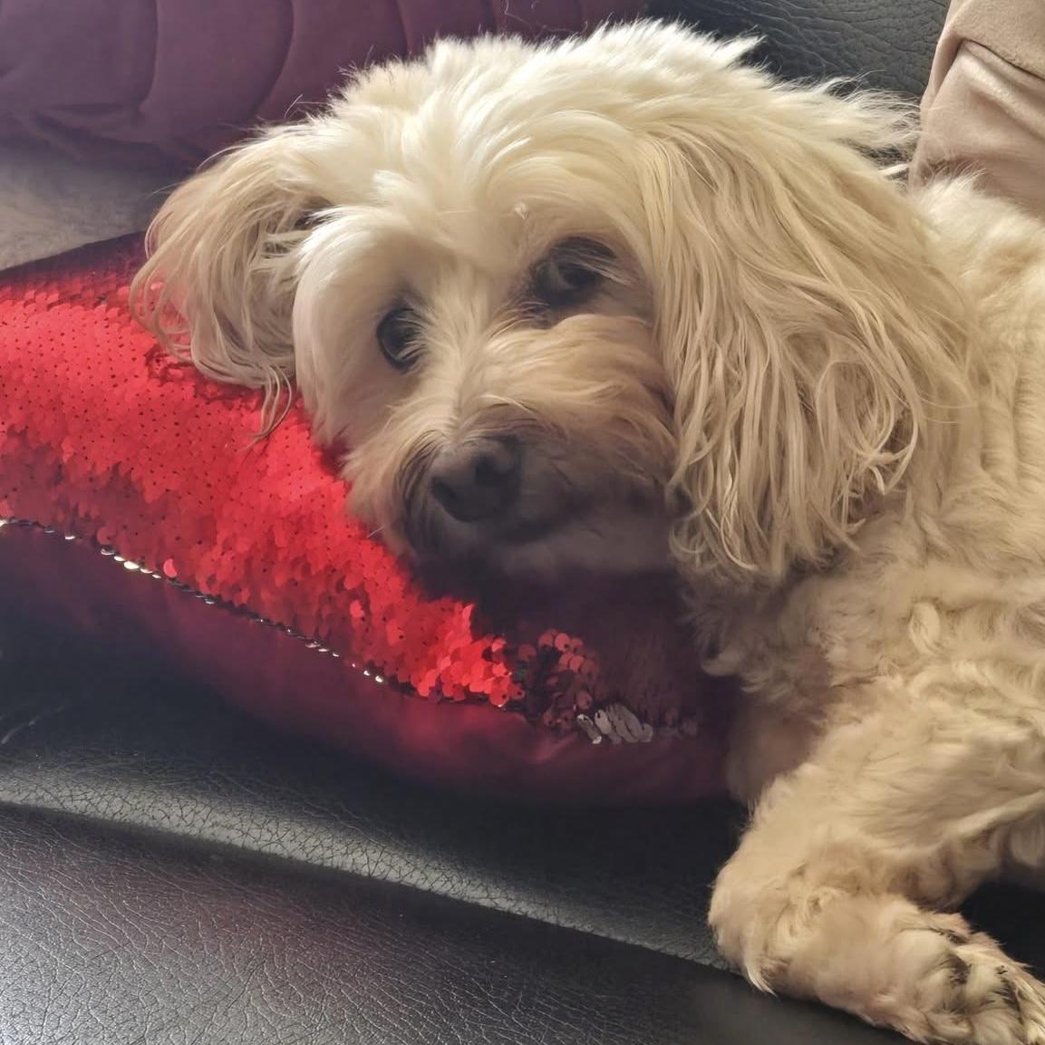 Enlarge Ernie & Stella (Bonded Pair), a hold mixed breed in London, ON image 5/6