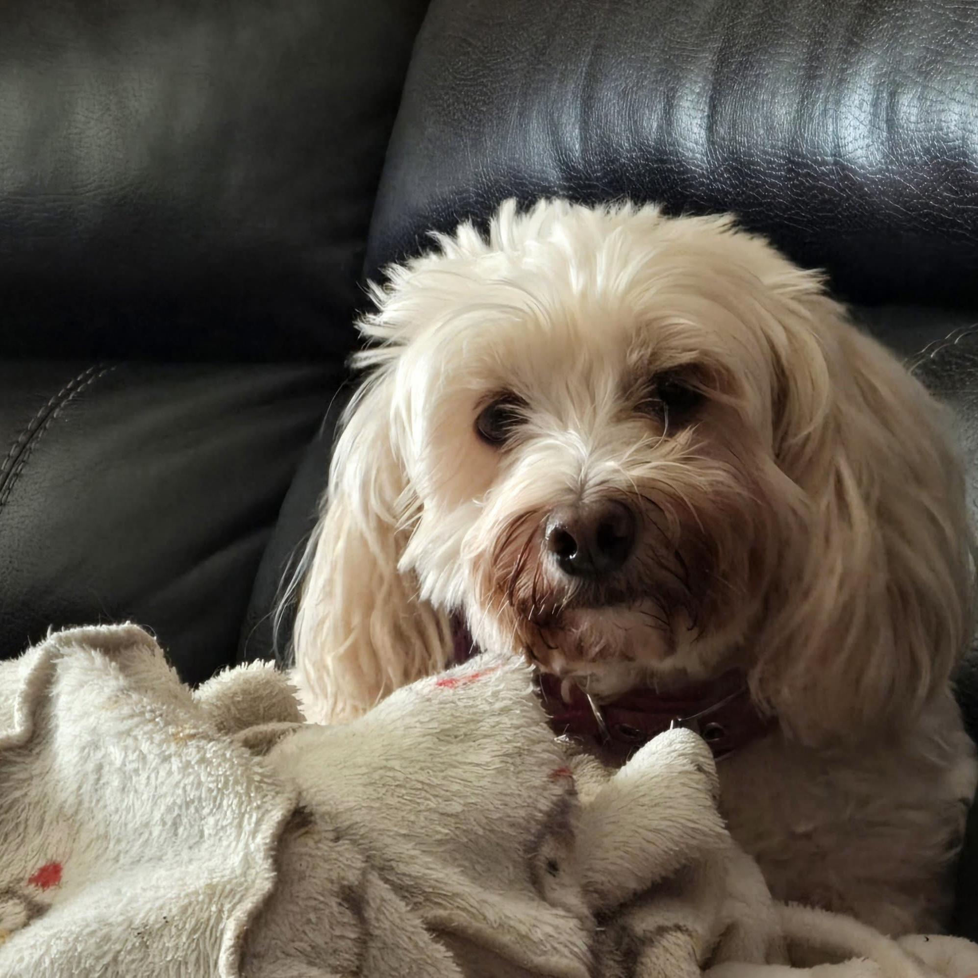 Enlarge Ernie & Stella (Bonded Pair), a hold mixed breed in London, ON image 6/6