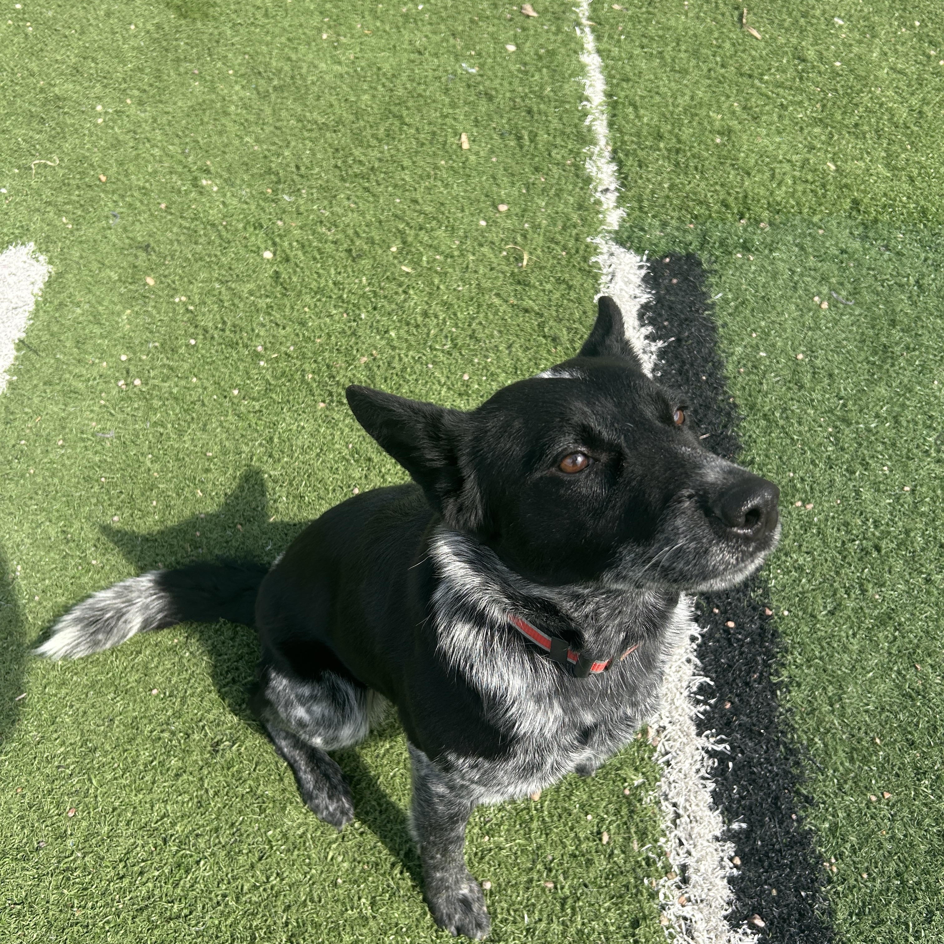 Luna, ADOPTABLE, Puppy Female Australian Cattle Dog / Blue Heeler.