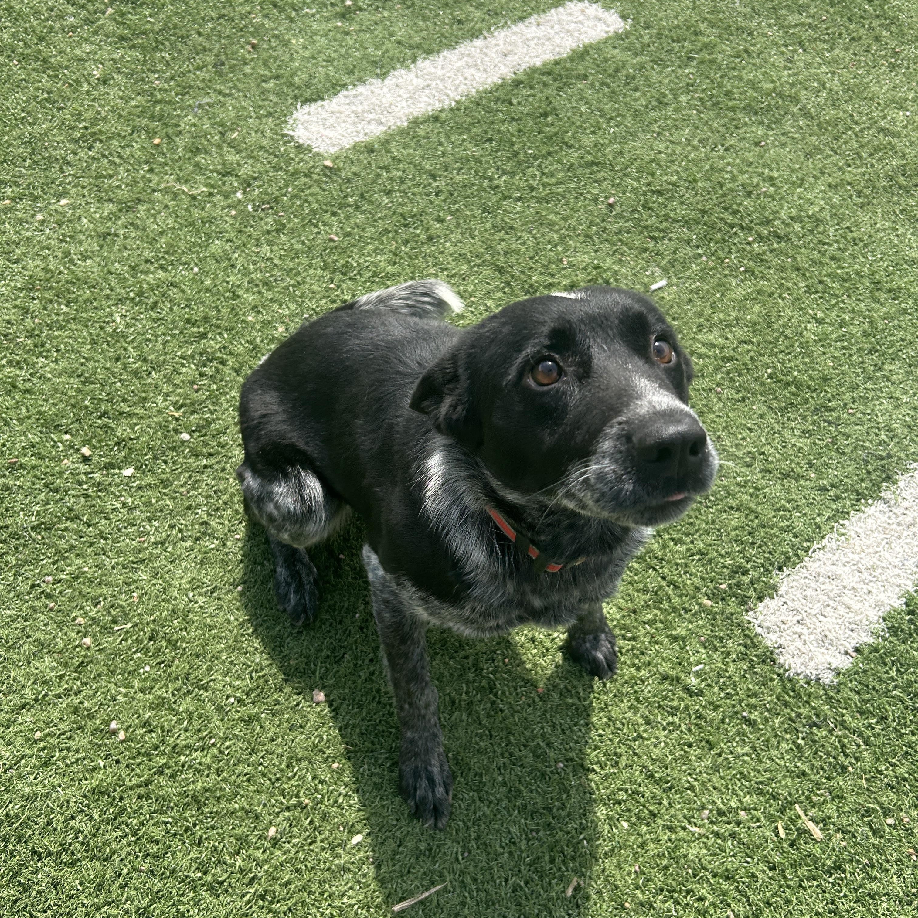 Enlarge Luna, a ADOPTABLE Australian Cattle Dog / Blue Heeler in Seward, NE image 2/4