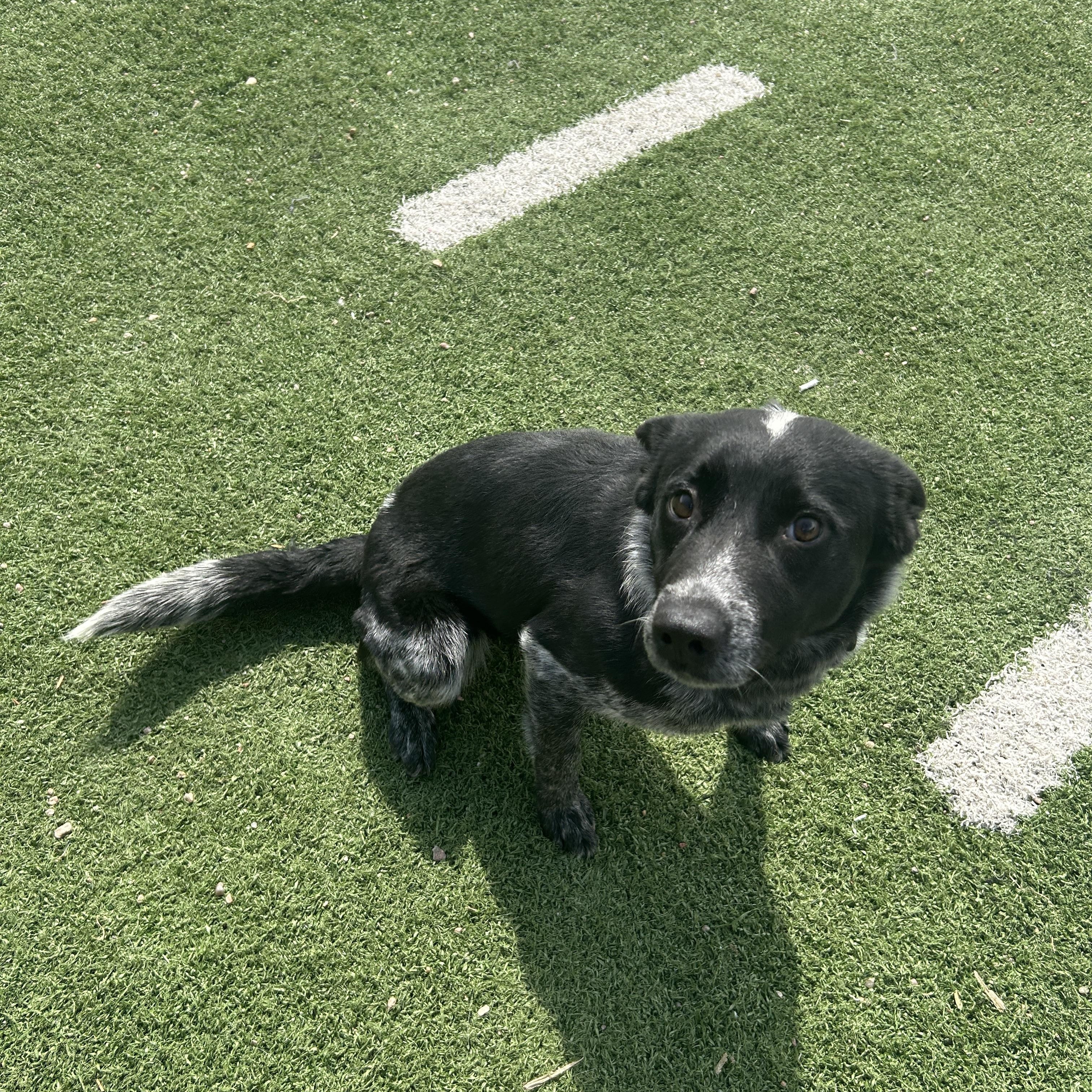 Enlarge Luna, a ADOPTABLE Australian Cattle Dog / Blue Heeler in Seward, NE image 3/4