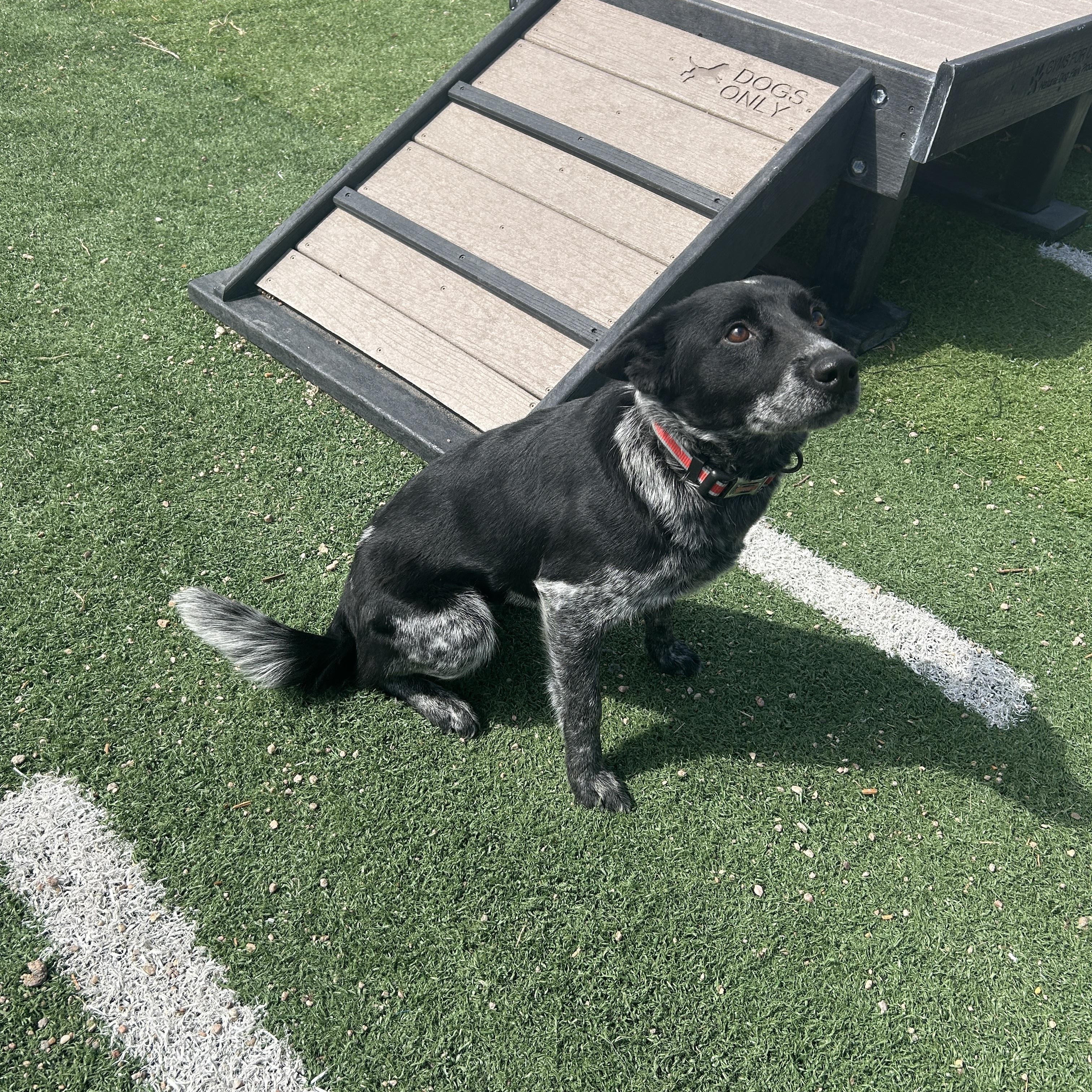 Enlarge Luna, a ADOPTABLE Australian Cattle Dog / Blue Heeler in Seward, NE image 4/4