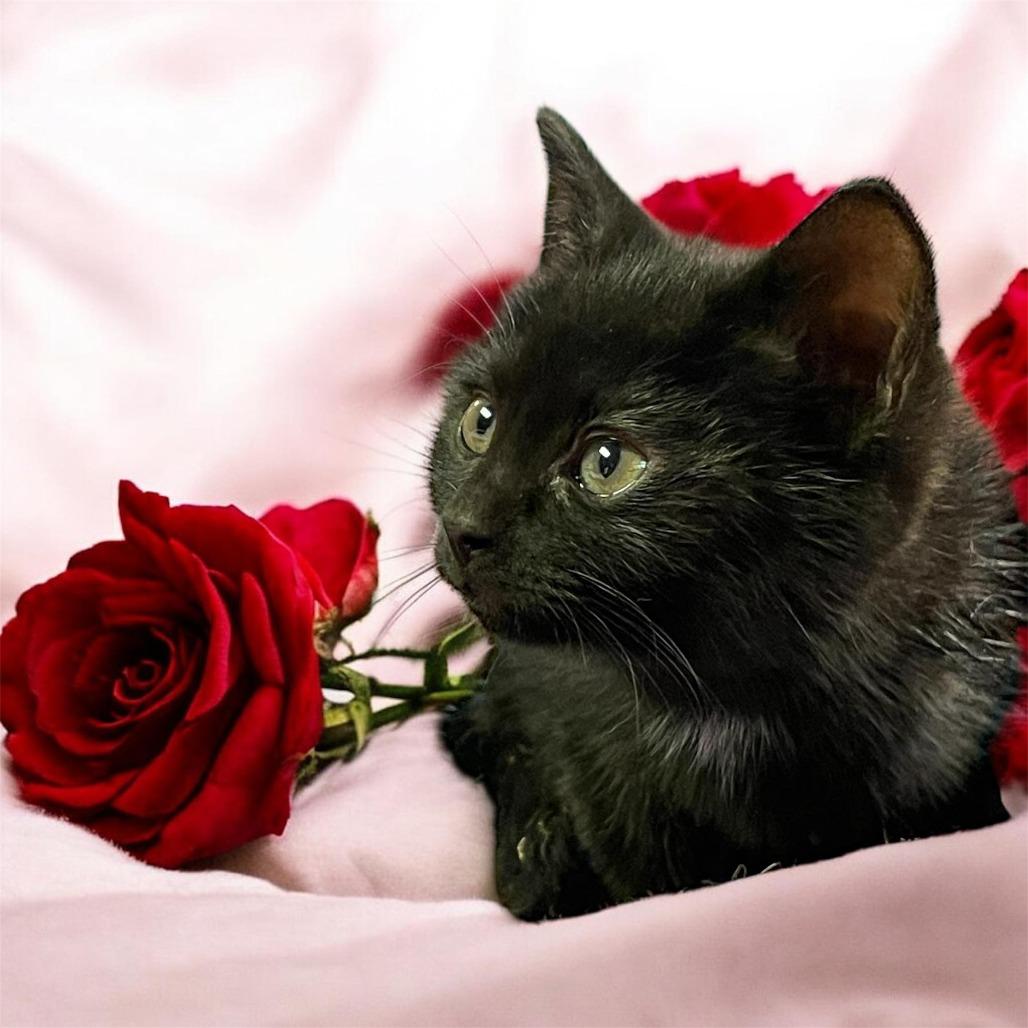 Enlarge SUNSHINE , an adoptable Domestic Medium Hair in Graham, WA image 2/4