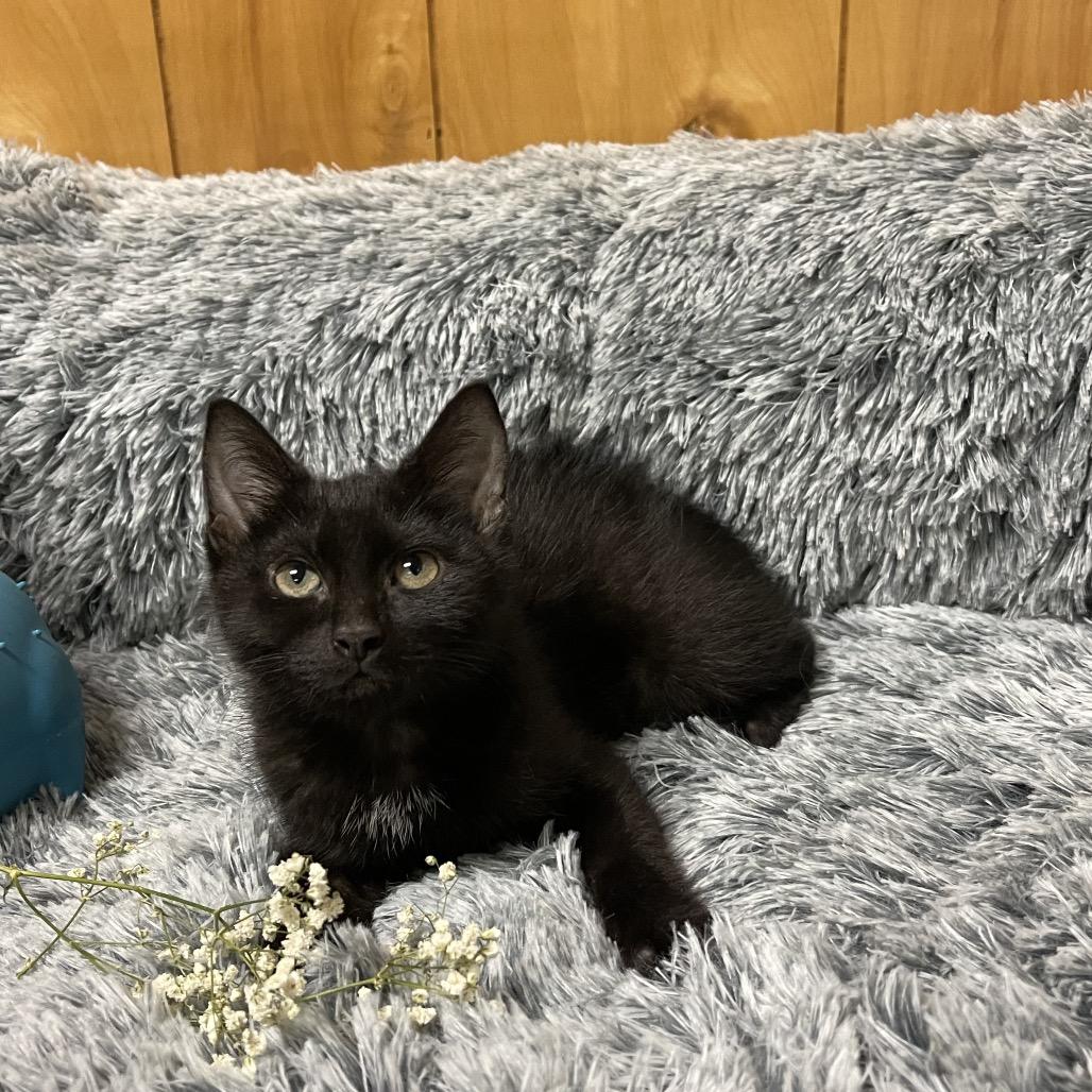 Enlarge SUNSHINE , an adoptable Domestic Medium Hair in Graham, WA image 4/4