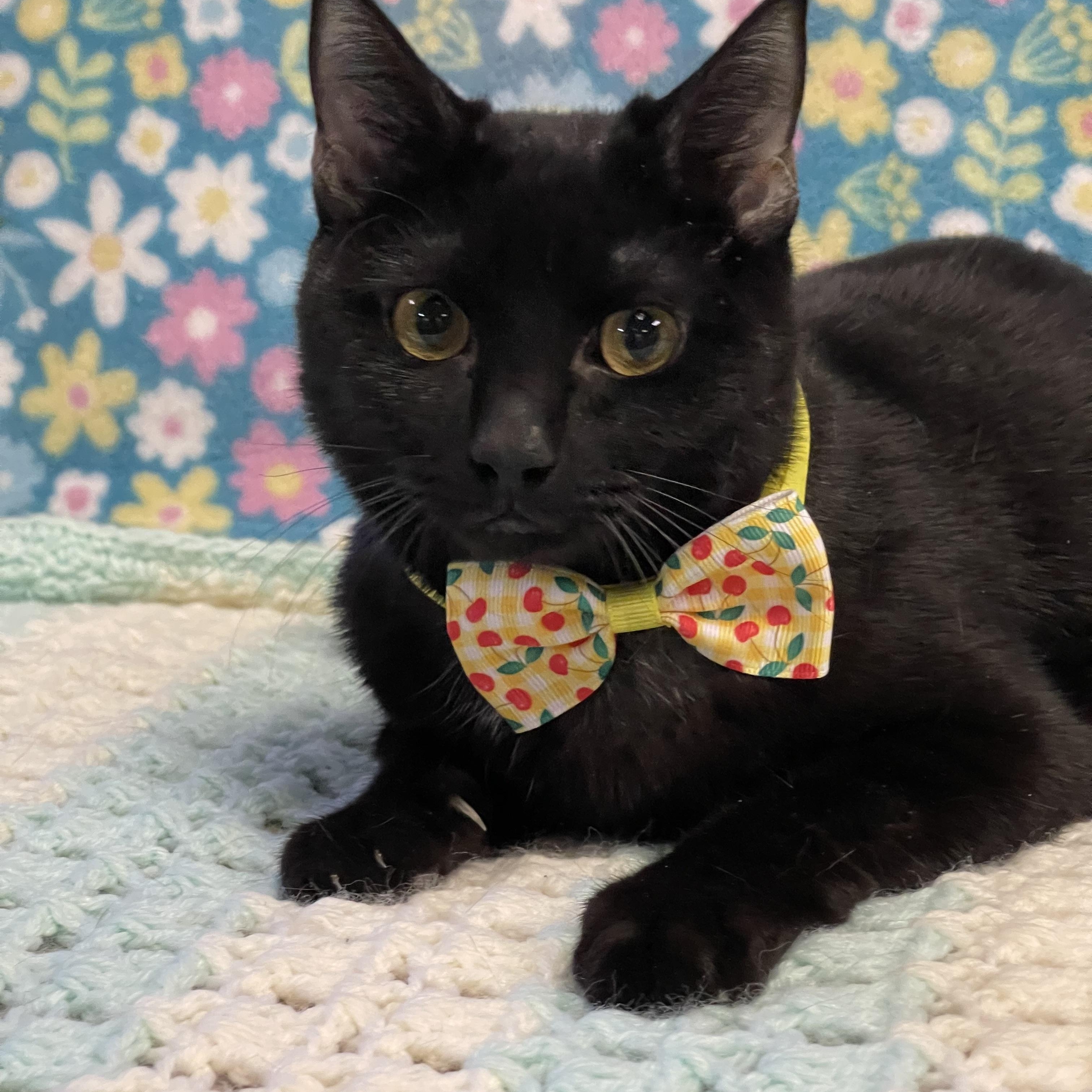 Enlarge SUNSHINE , an adoptable Domestic Medium Hair in Graham, WA image 2/3