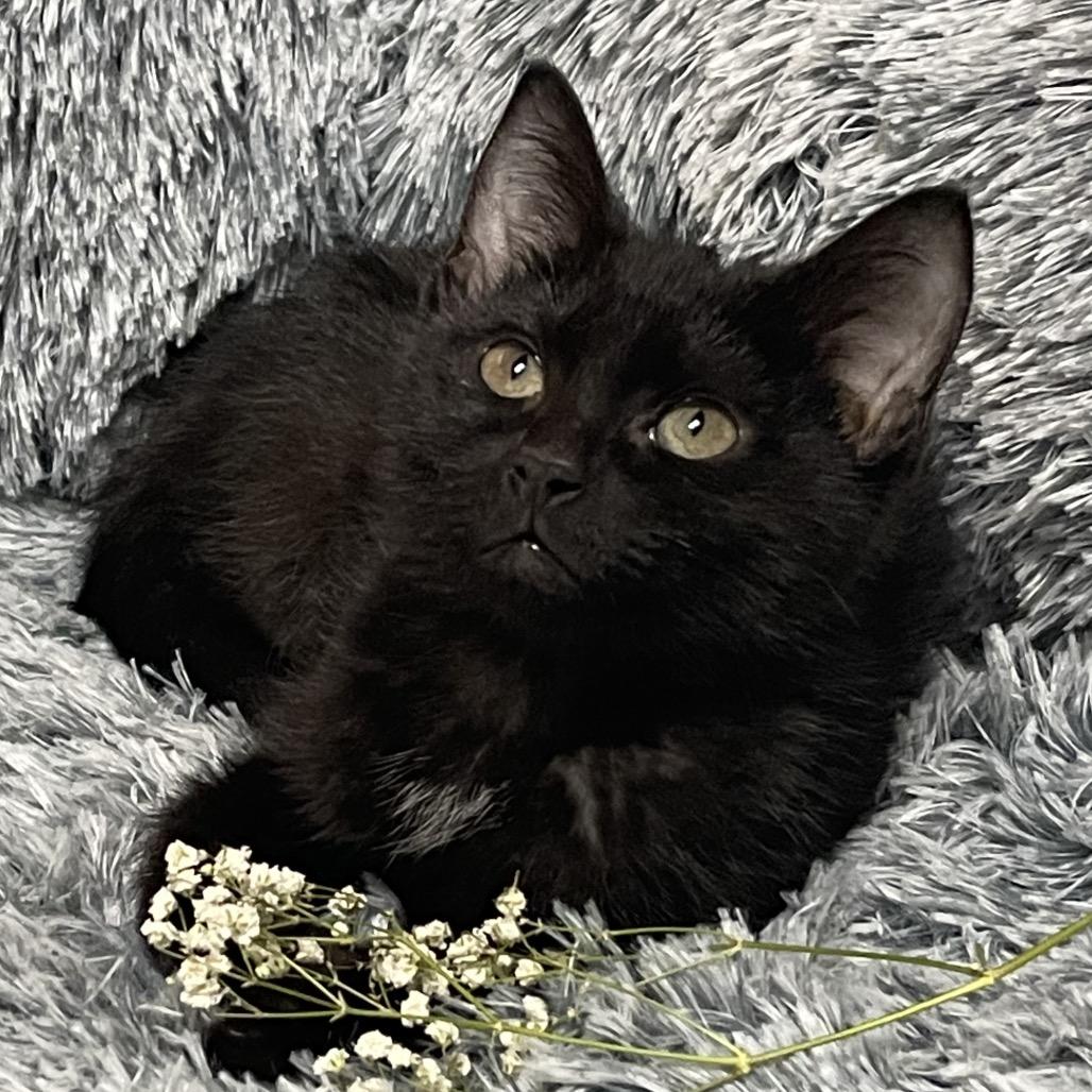 SUNSHINE , adoptable, Adult Female Domestic Medium Hair.