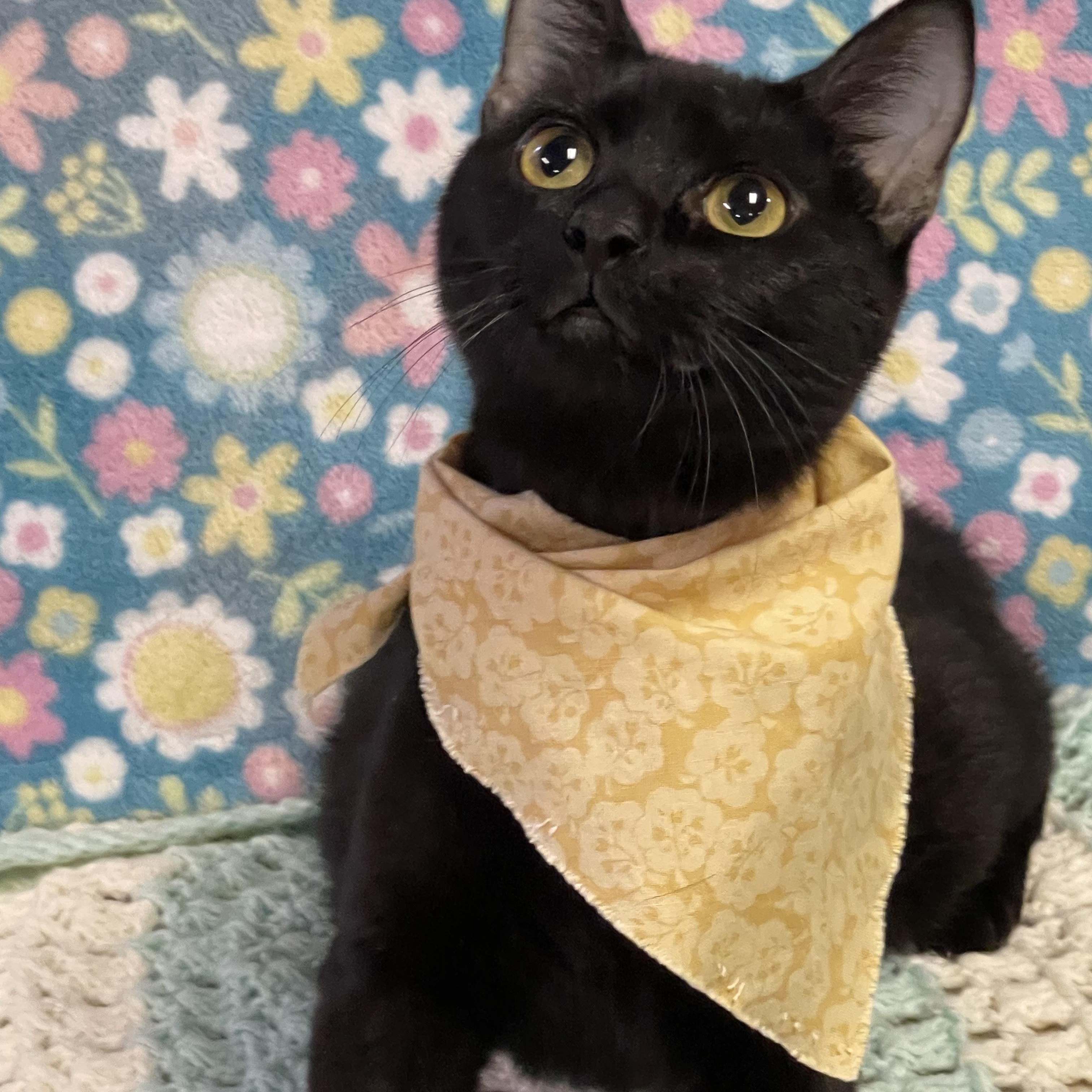 SUNSHINE , adoptable, Adult Female Domestic Medium Hair.