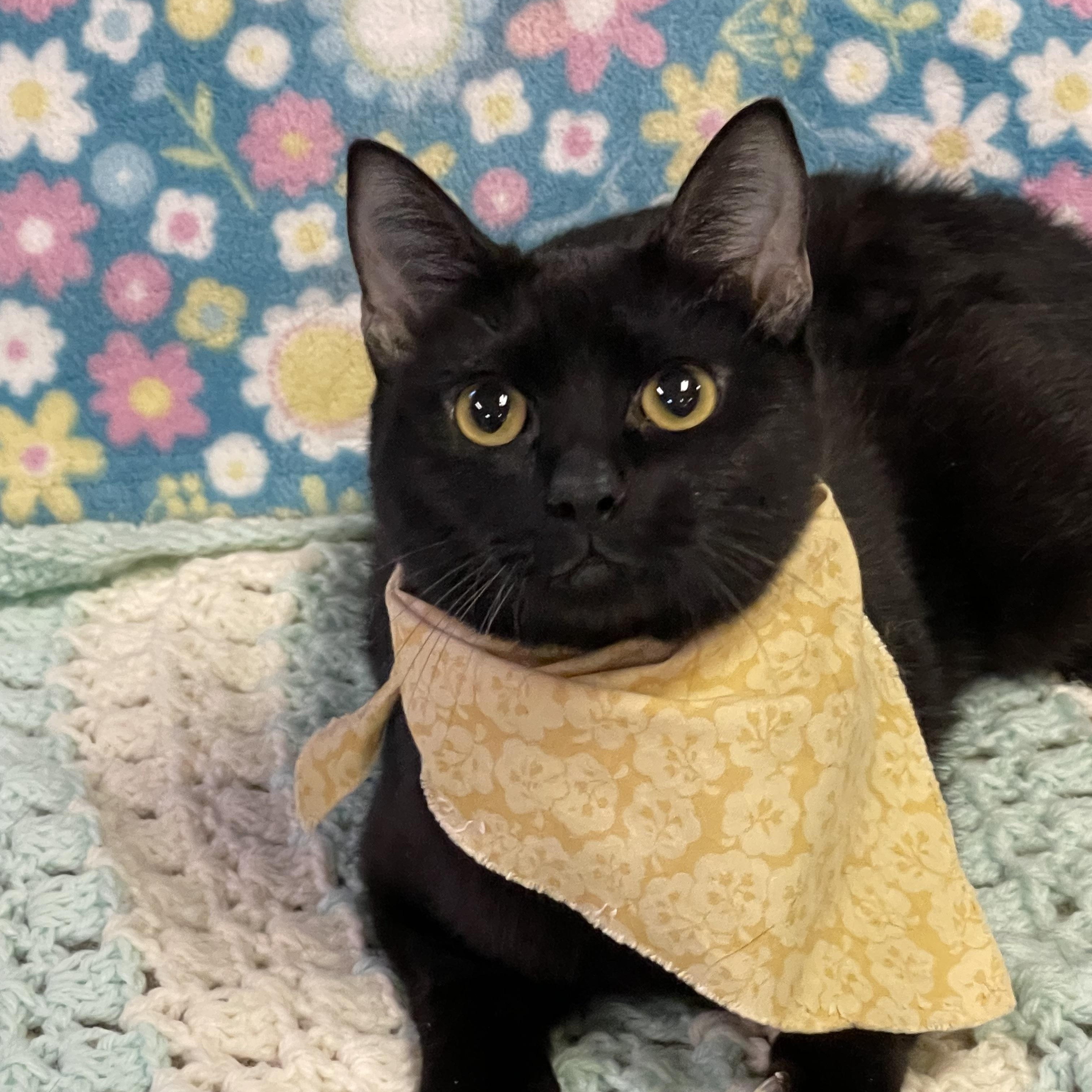 Enlarge SUNSHINE , an adoptable Domestic Medium Hair in Graham, WA image 3/3