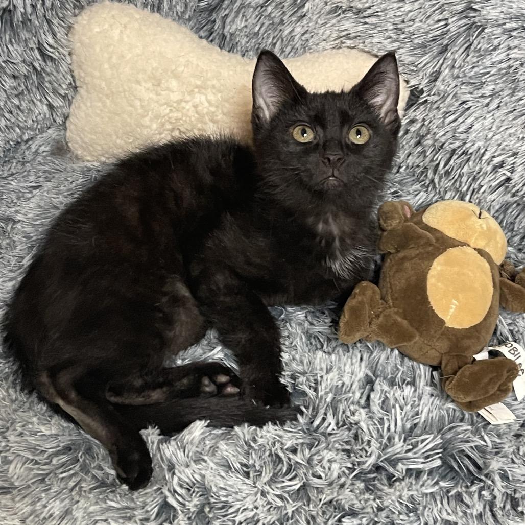 Enlarge SUNSHINE , an adoptable Domestic Medium Hair in Graham, WA image 3/4